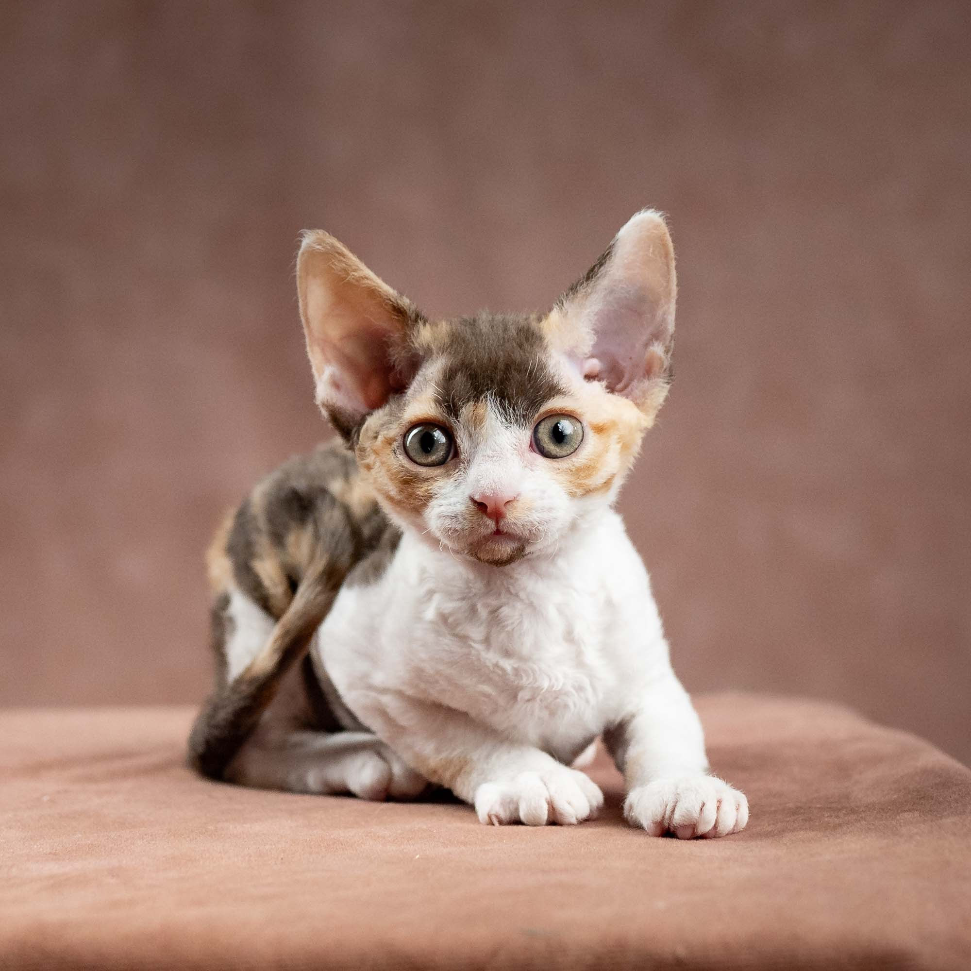 Dixie, girl, born on 06.06.24 SOLD. Devon Rex Pixie Cattery