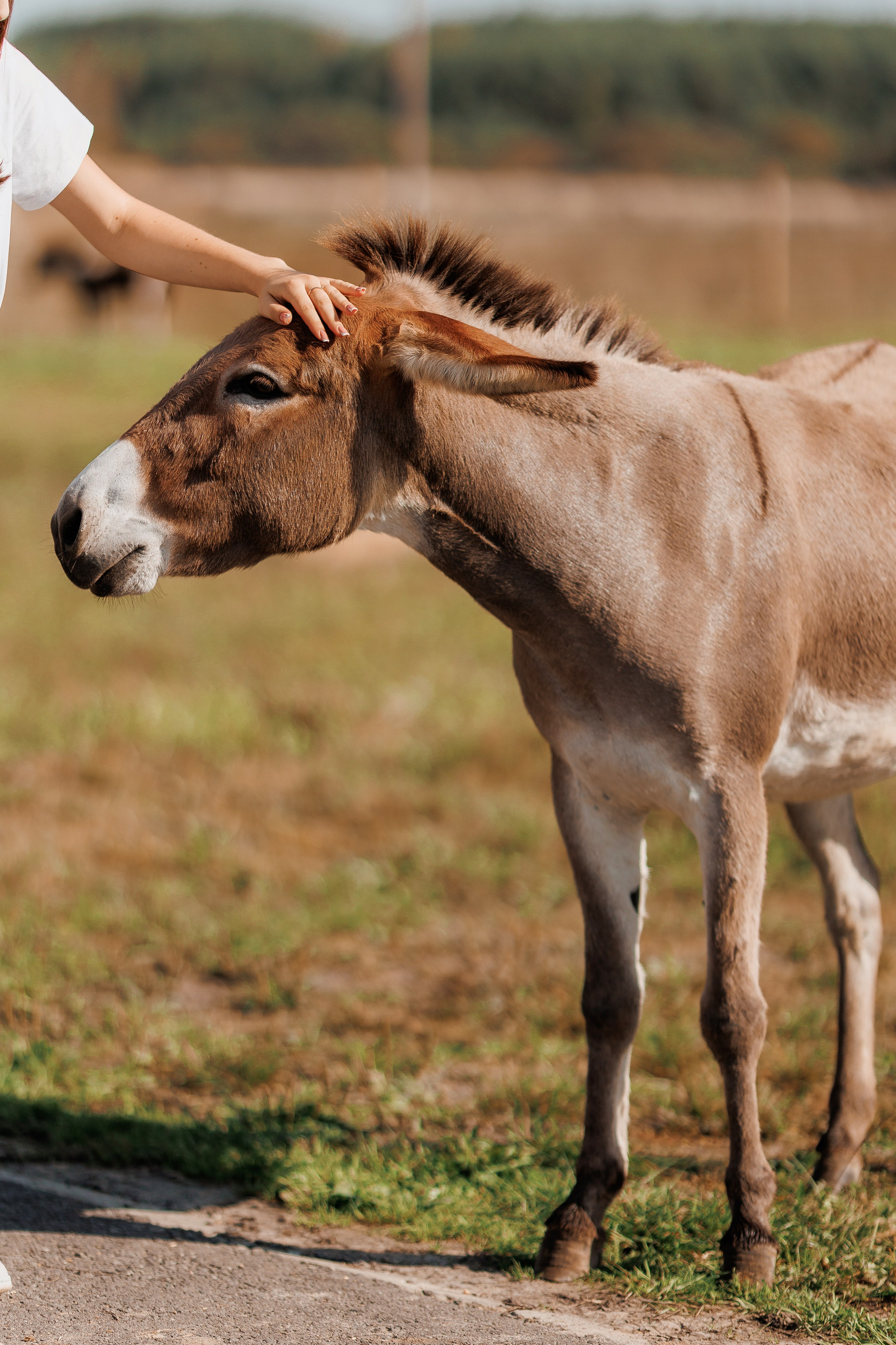 Екопарк Аміла. Ірина Терещук