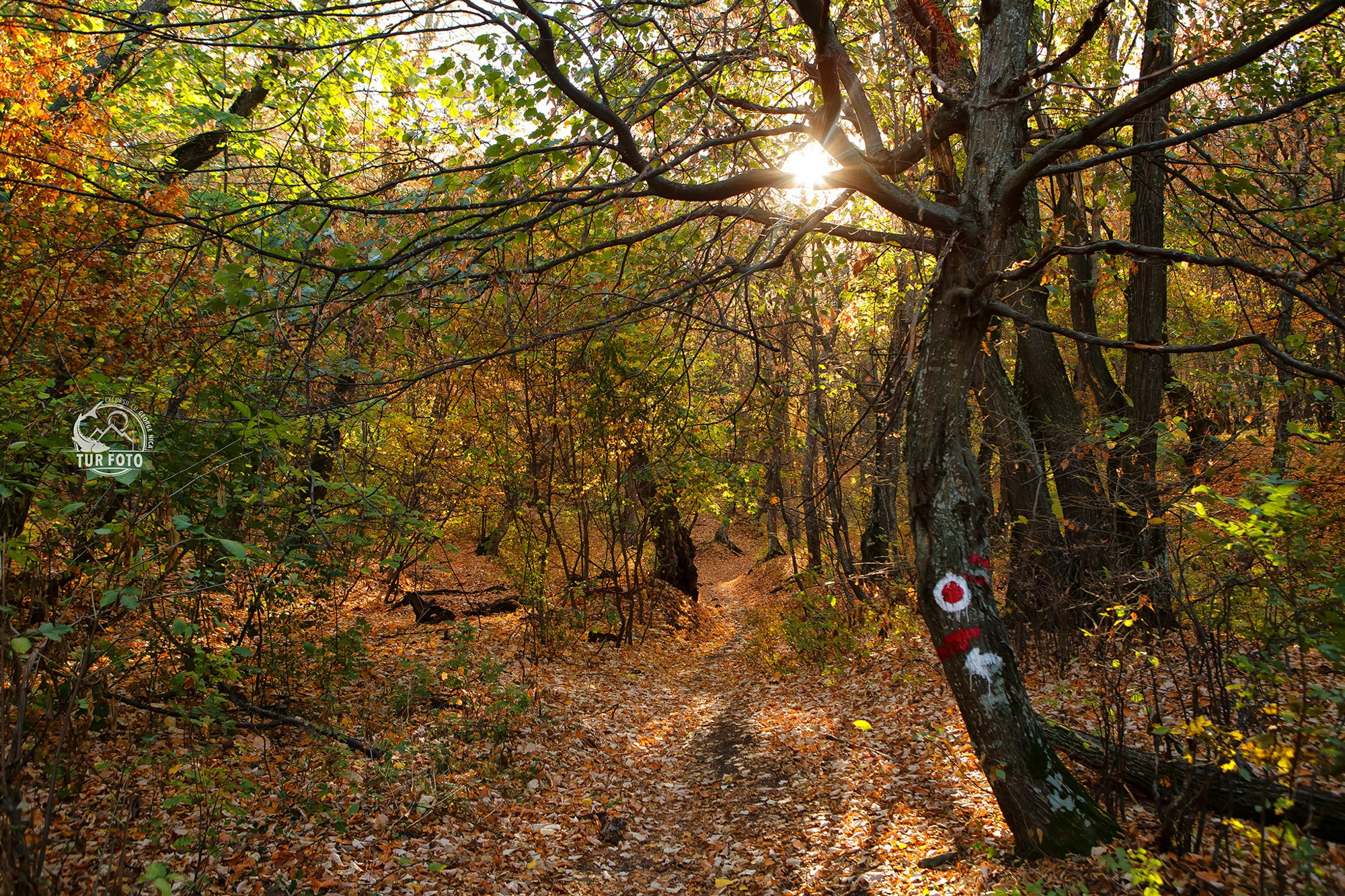 Tururi foto pentru programele Scoala Verde
