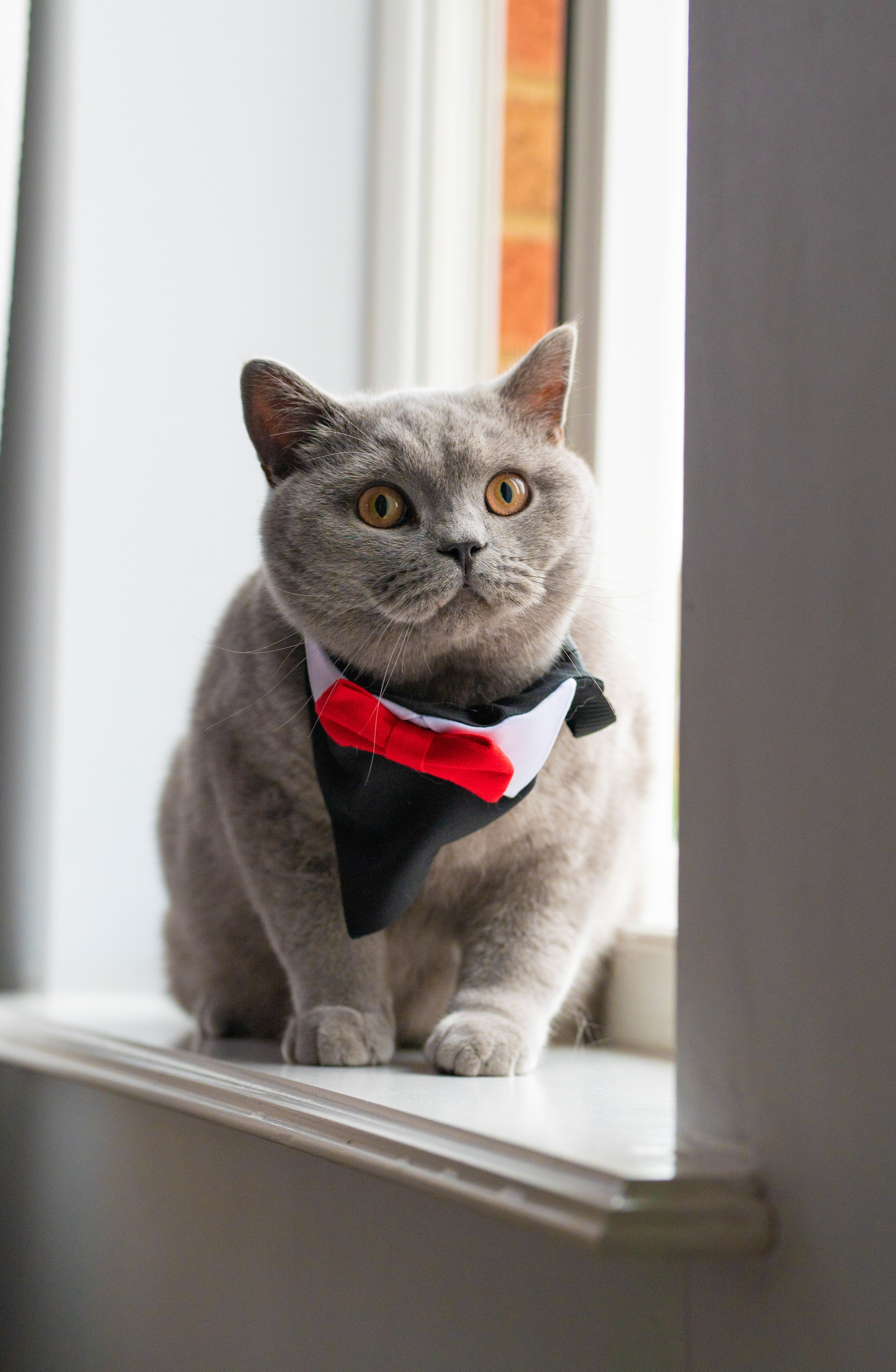 The couple's cat wearing a red bow tie, a playful detail from the morning of the wedding