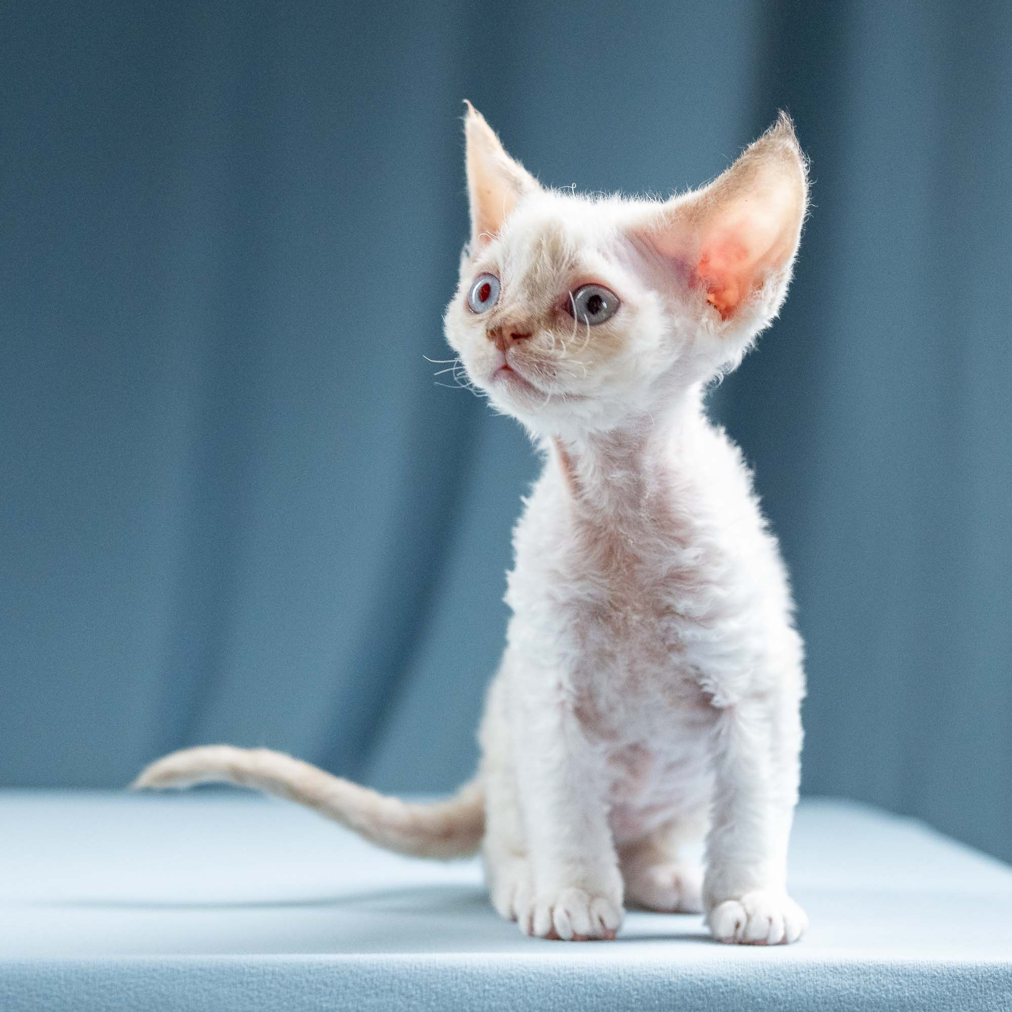 Jessica, girl, born 06.25.2025. Devon Rex Pixie Cattery