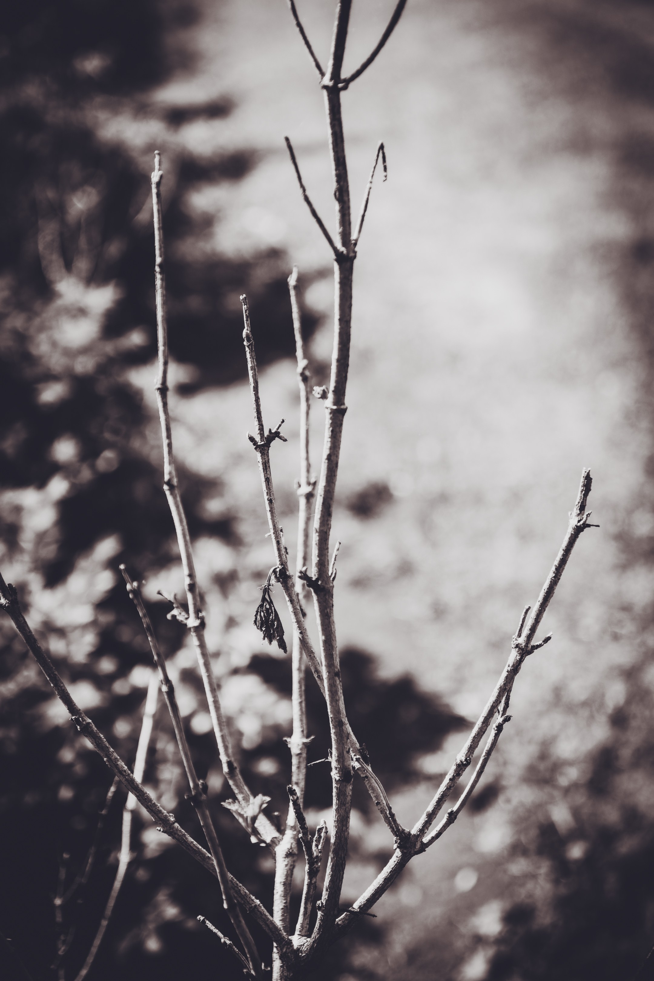 Saarema, reis. Nebula 25 — Fotod teie hingele