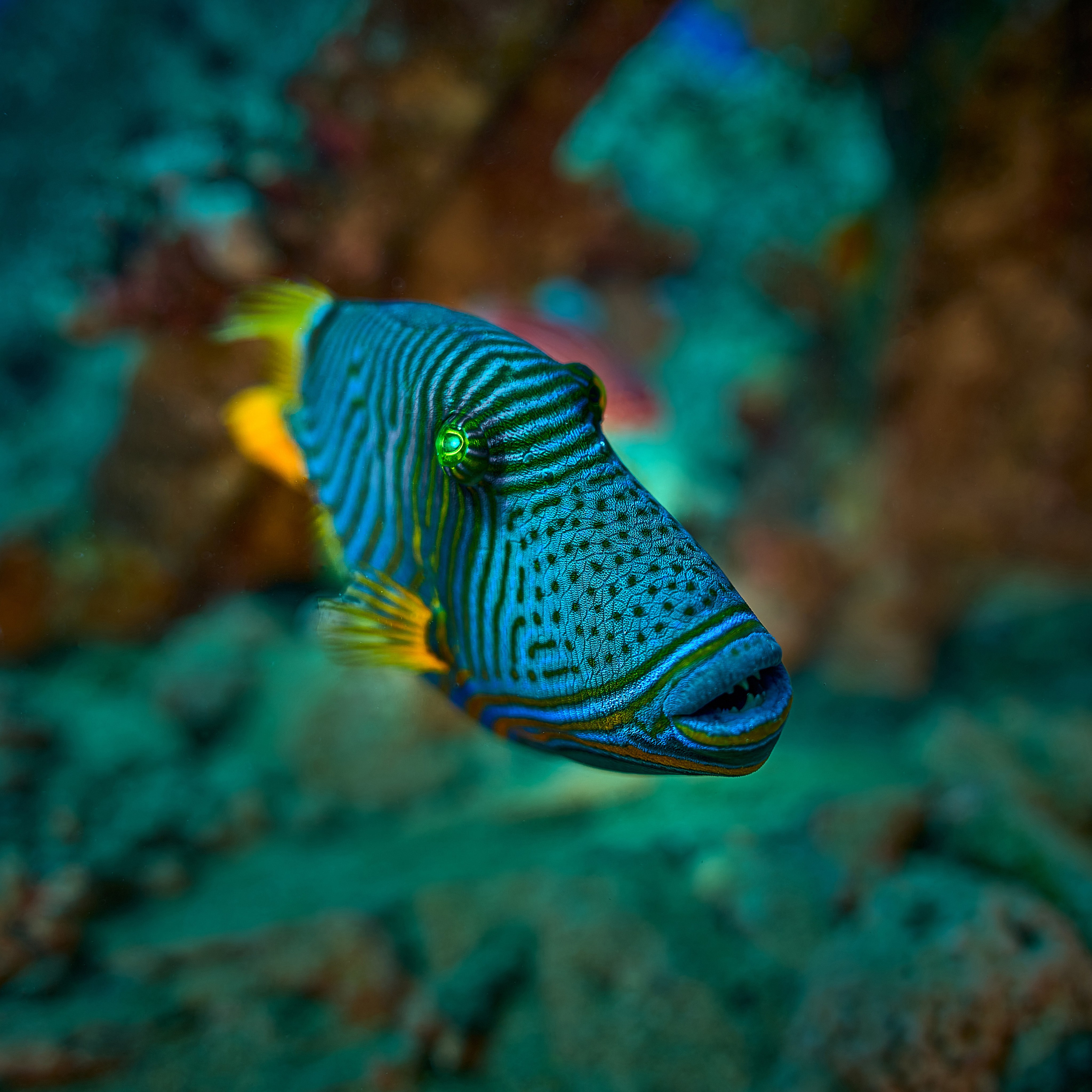 Mieszkańcy mórz. Andriej Szypilow — Photography & Videography