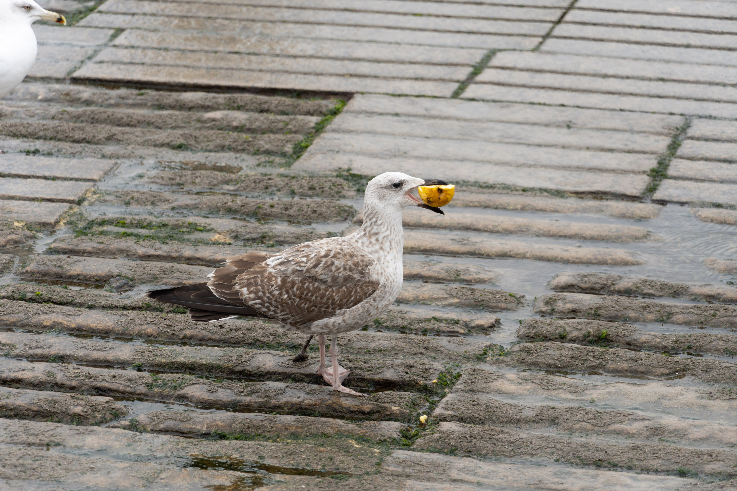 Lisabona 2025. Fotografiideplacere.net