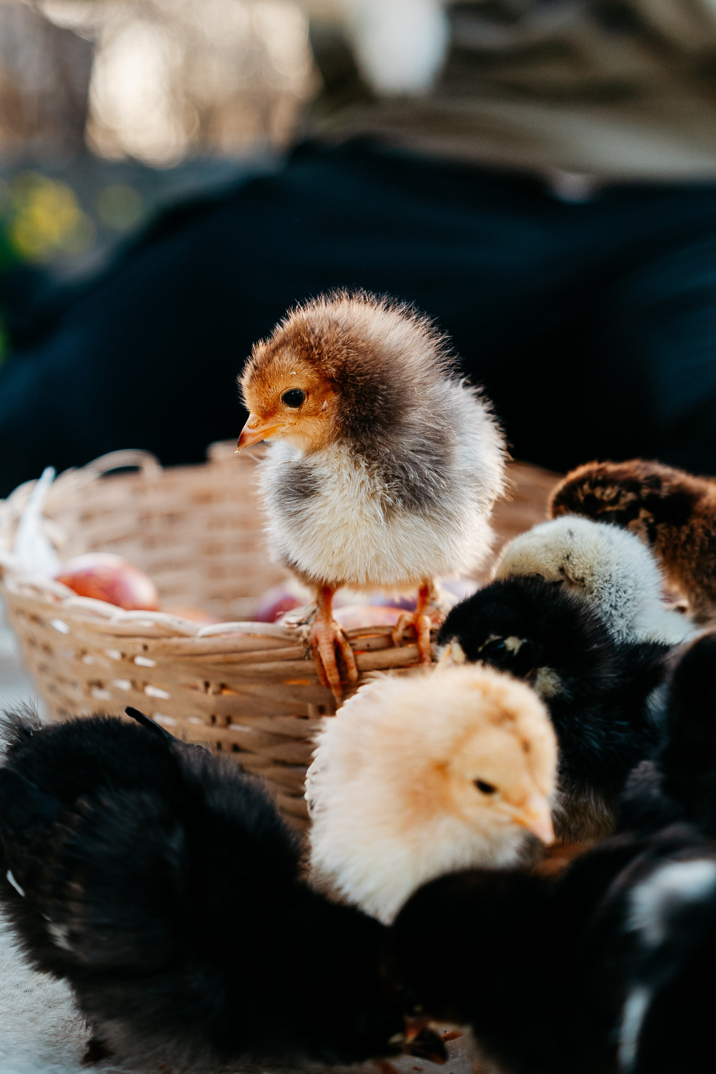 EASTER. Ars Vidi | Digital Solutions
