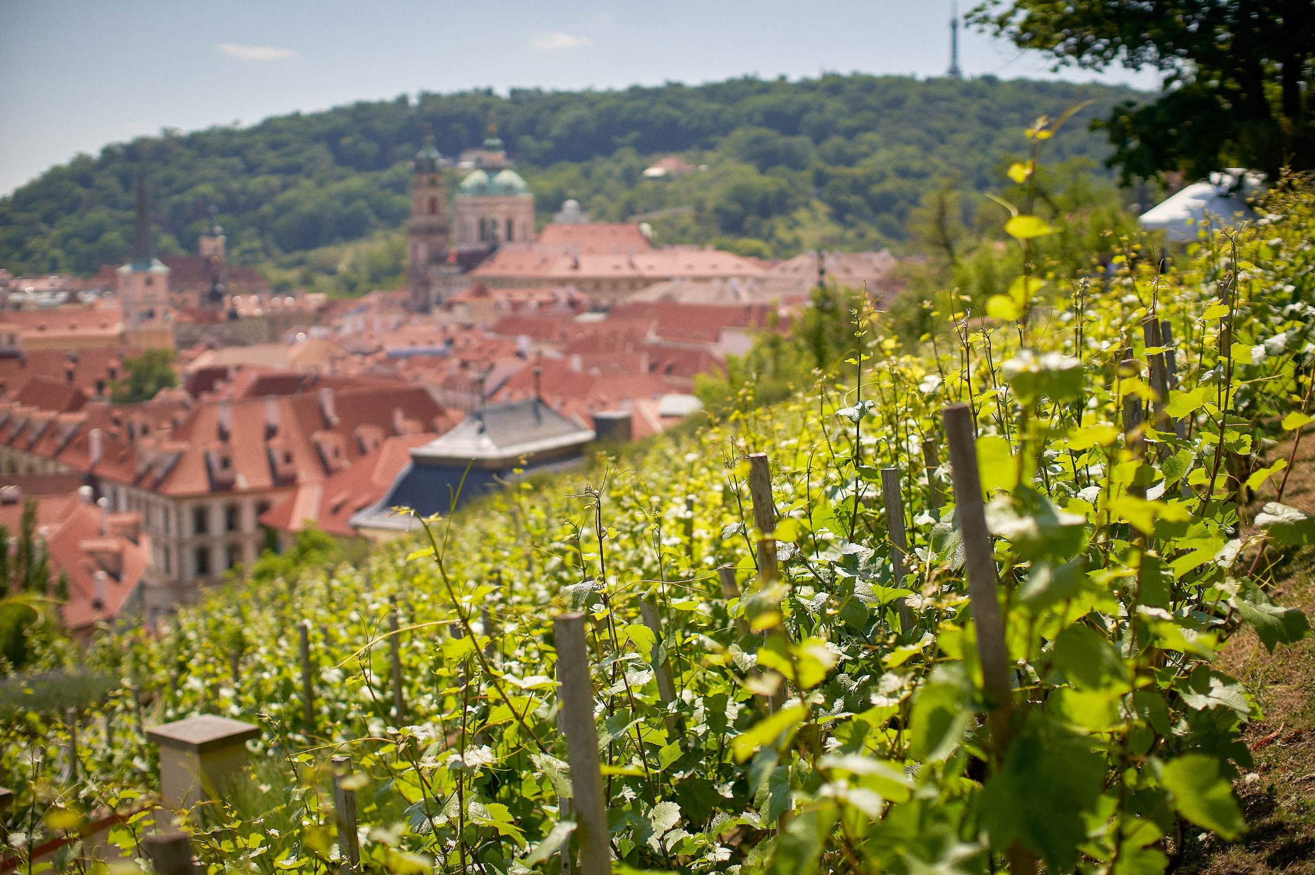 Adela & Matthias Wedding At The Historic Ledebour Garden
