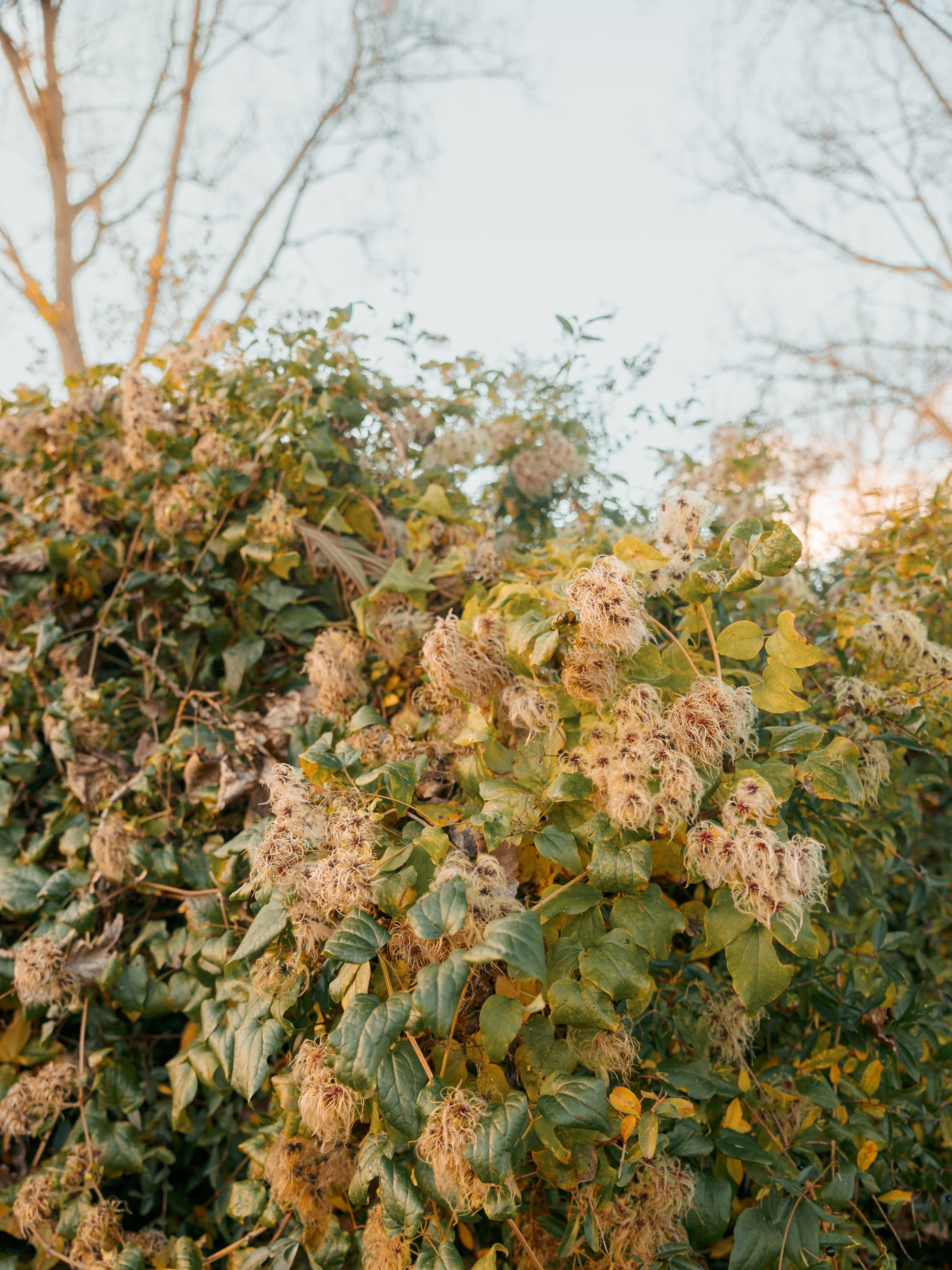 Pet Photoshoot in Spijkenisse | Rotterdam. Romantic & Soulful Photography by Natalia Olhova in Rotterdam