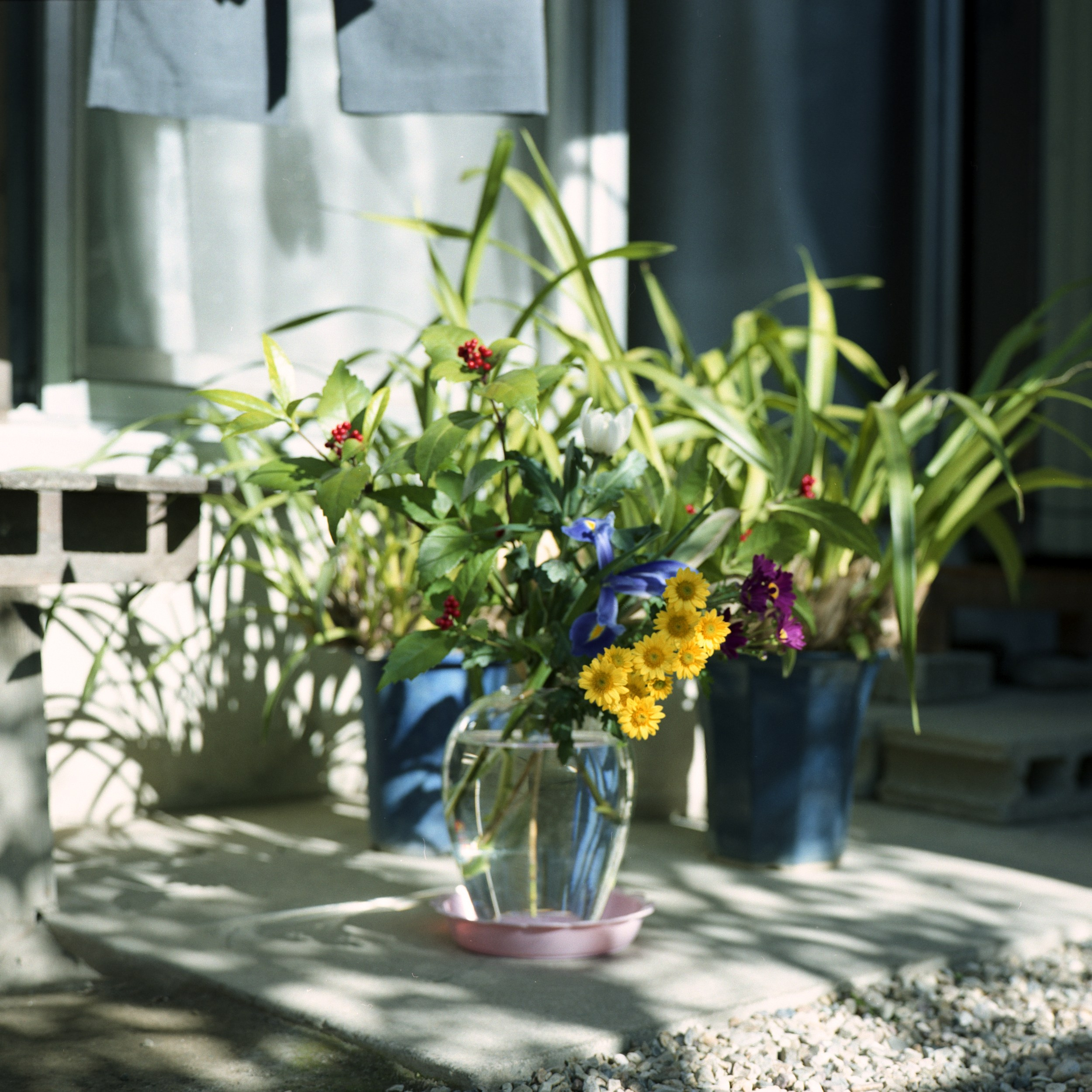 祖母とのヴァナキュラー. MT