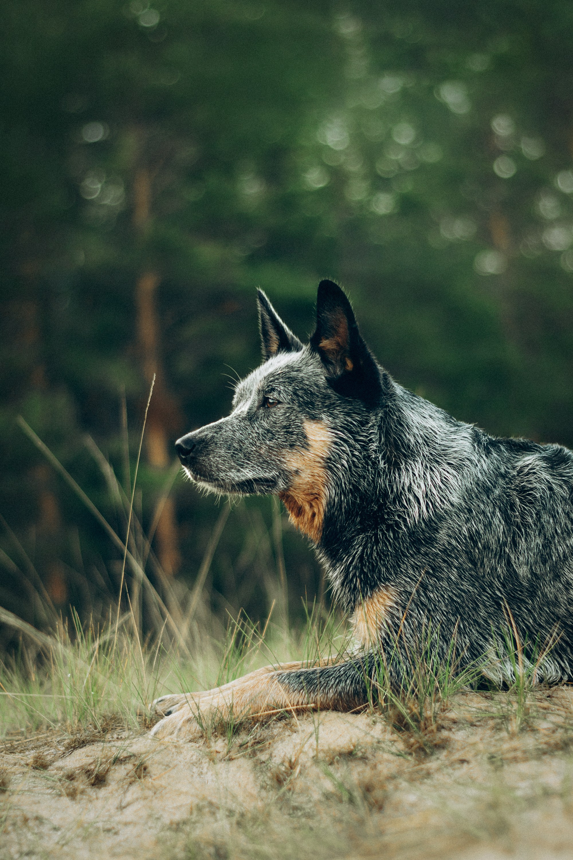 Dakota, Australian Cattle Dog. Kat Laisaar — Pet photographer in Tallinn