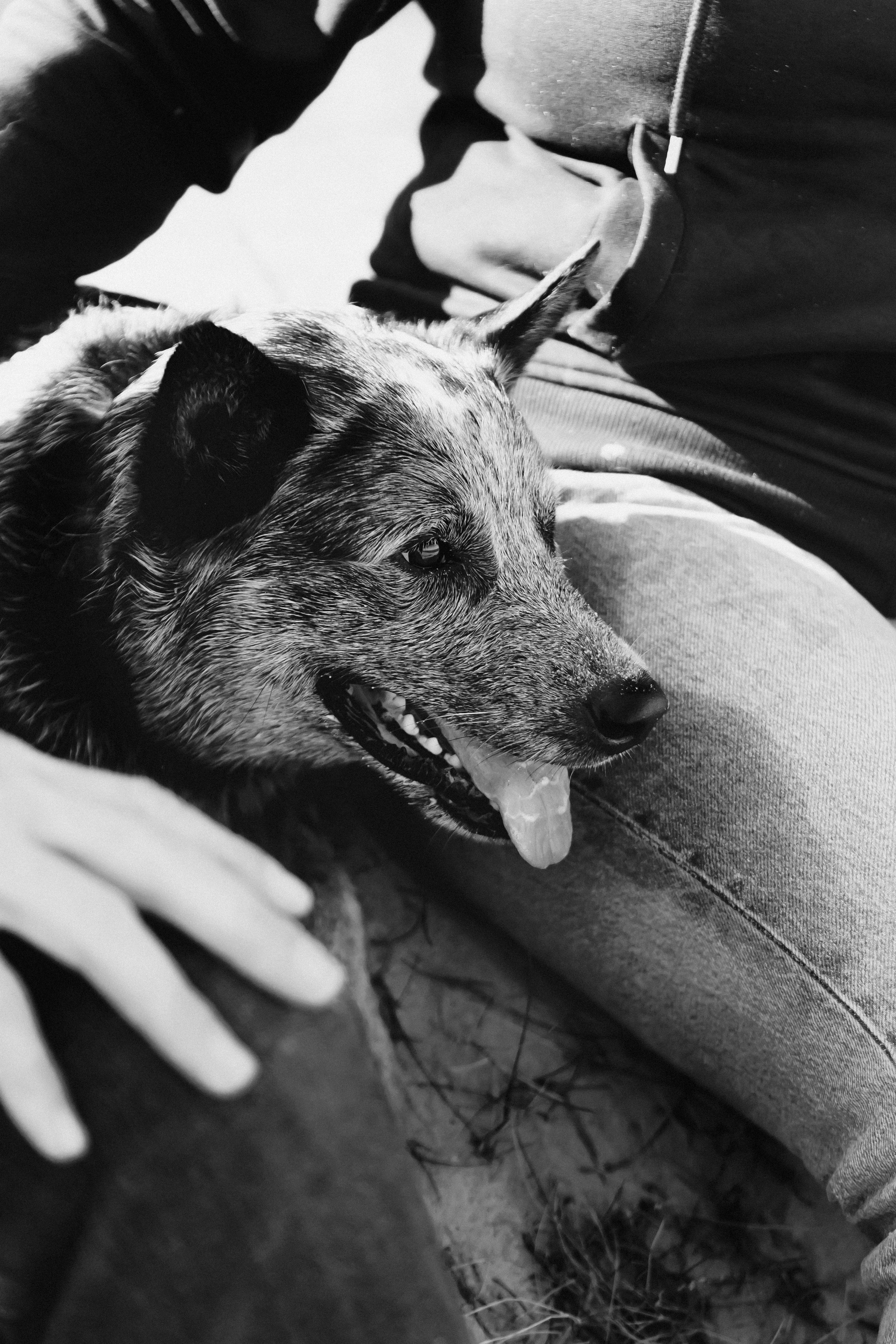 Oskar, Maria & Dmitrii. Kat Laisaar — Pet photographer in Tallinn