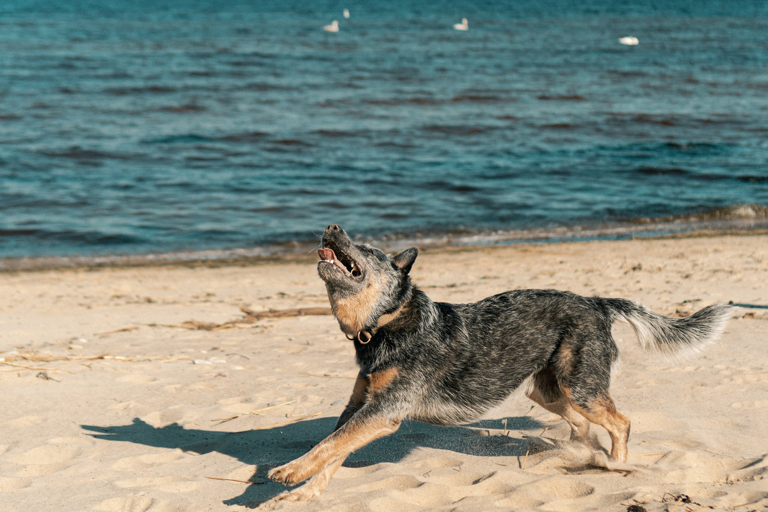 Oskar, Maria & Dmitrii. Kat Laisaar — Pet photographer in Tallinn