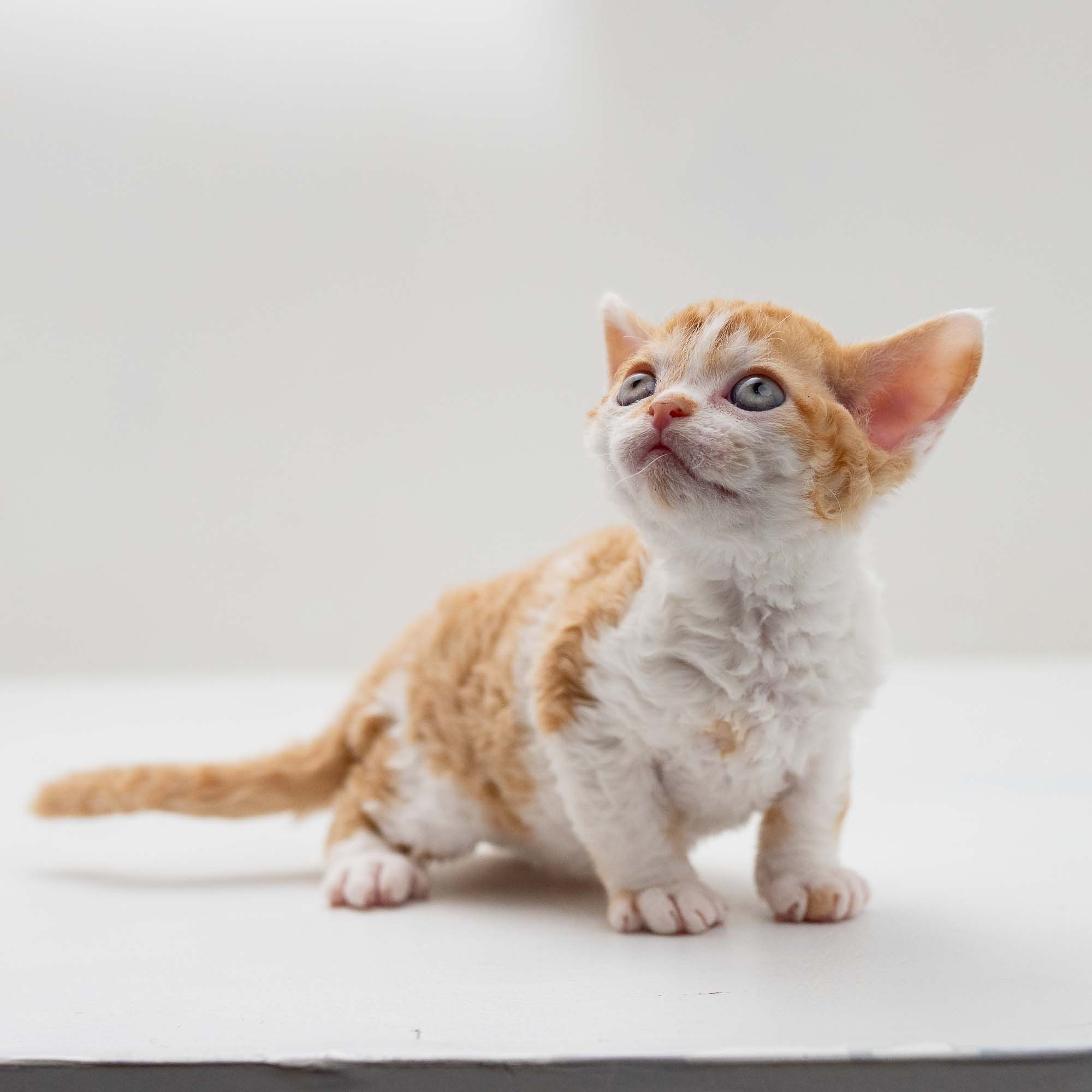 Gary,  boy, born on 01.18.25. Devon Rex Pixie Cattery