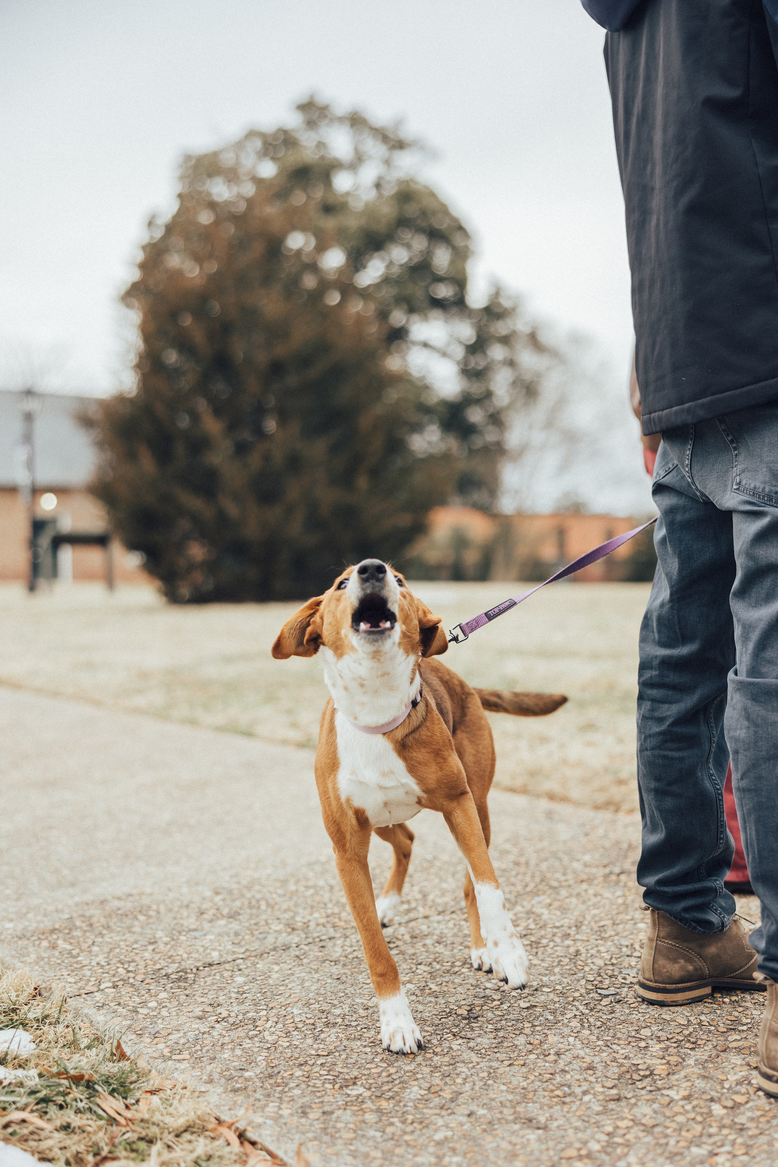 Wedding Julia&Steven. Sara Eulalia | Virginia Photographer