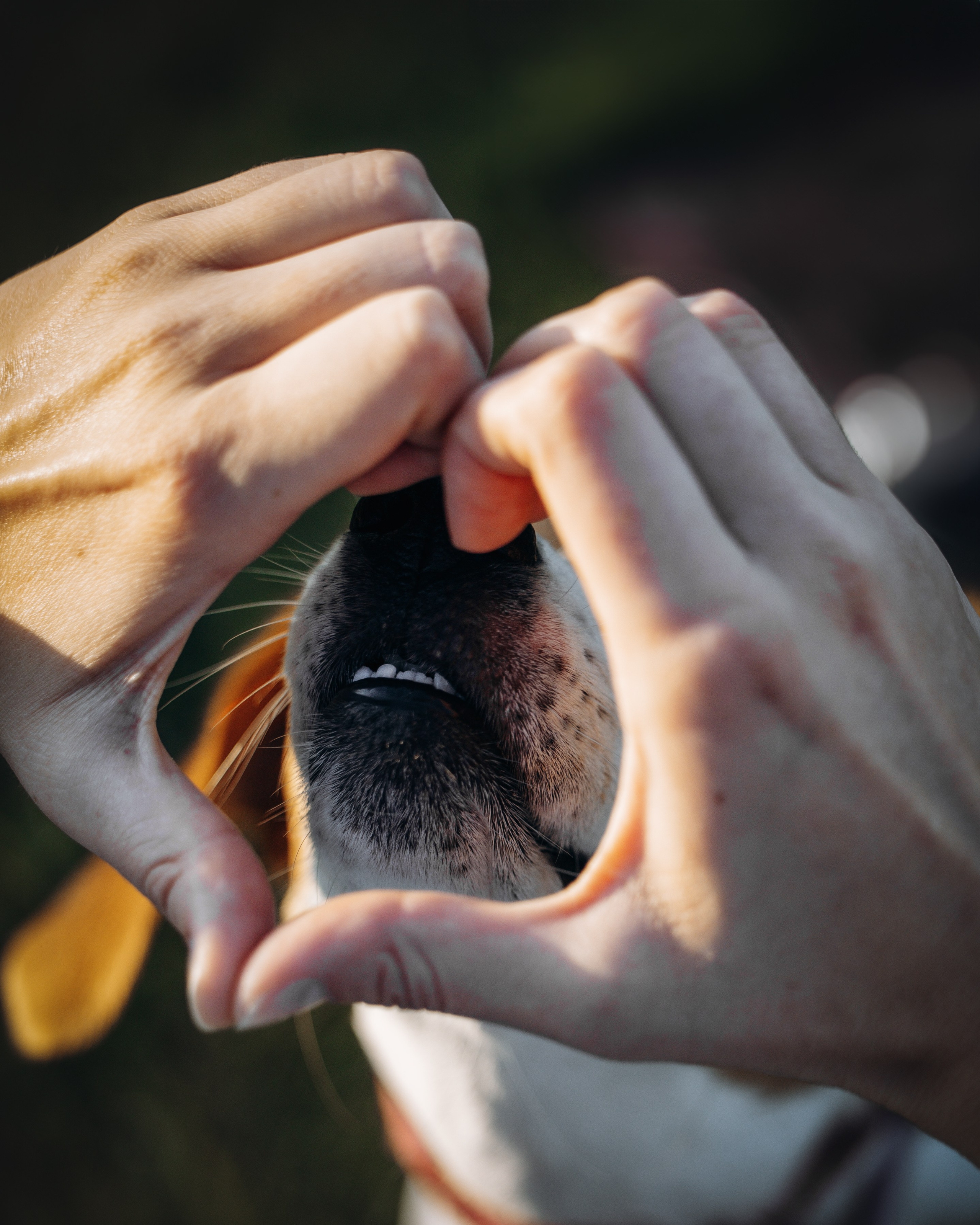 Maxine & Sarah. Pet Photographer Viktoriya Aleshenko