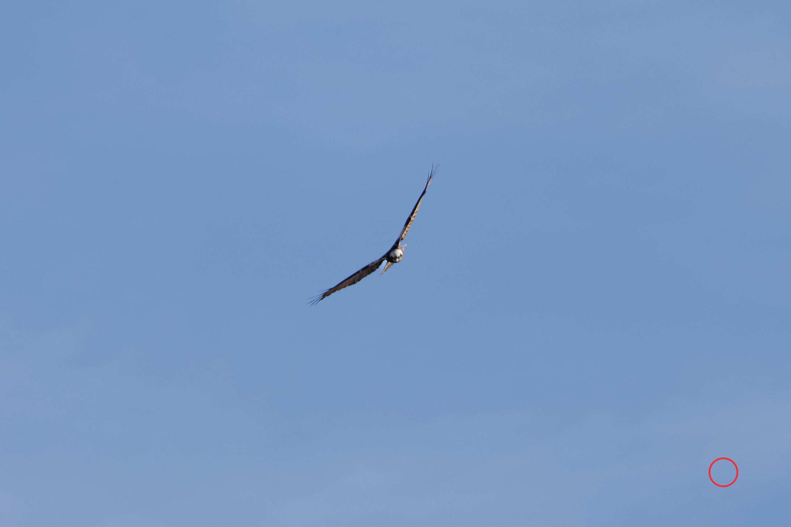 გასეირნება კრწანისის ტბებზე. FramefreeMan