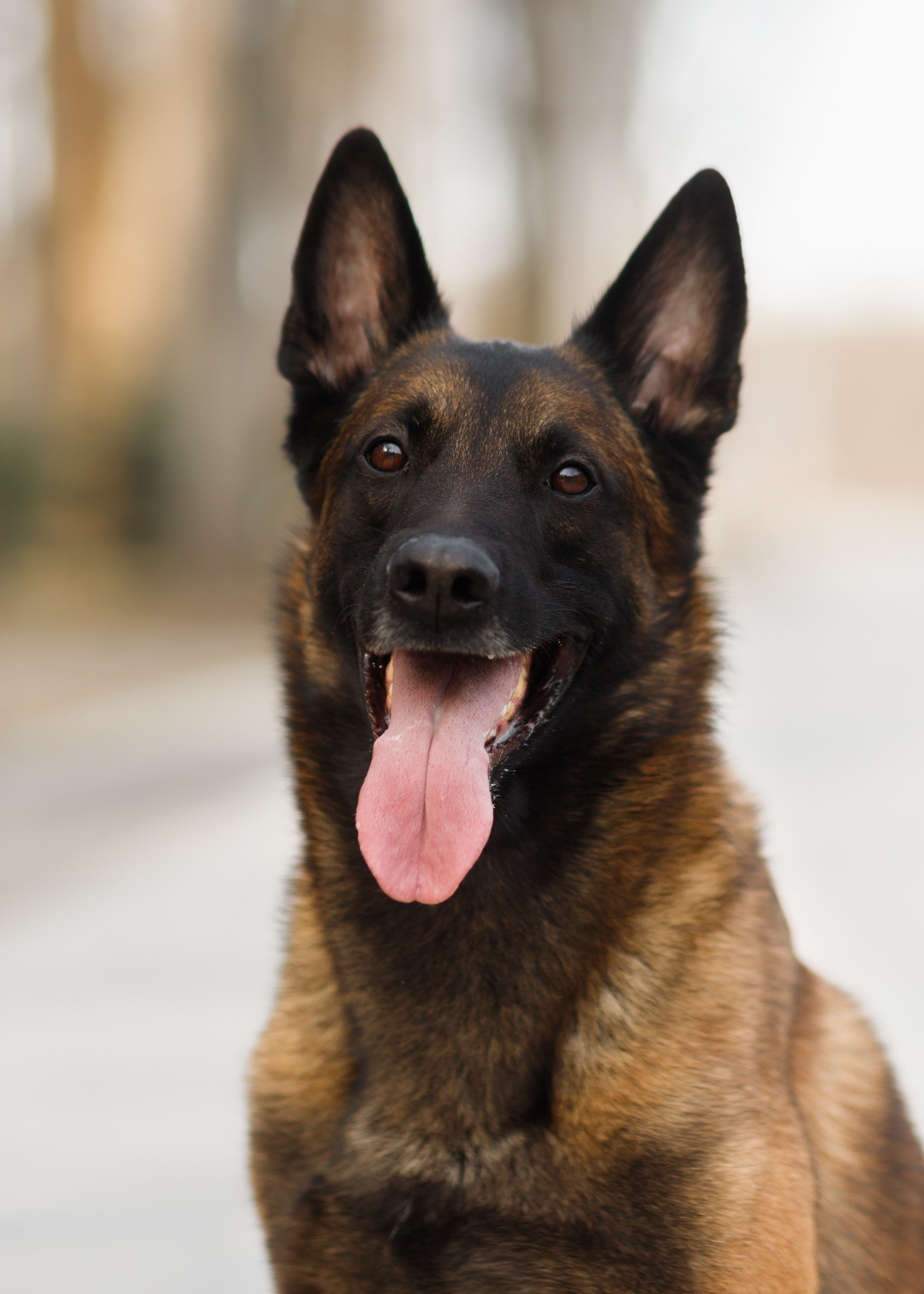 Autumn photo day for dog handler. Kaja | fotograf we Wrocławiu | ludzie i psy