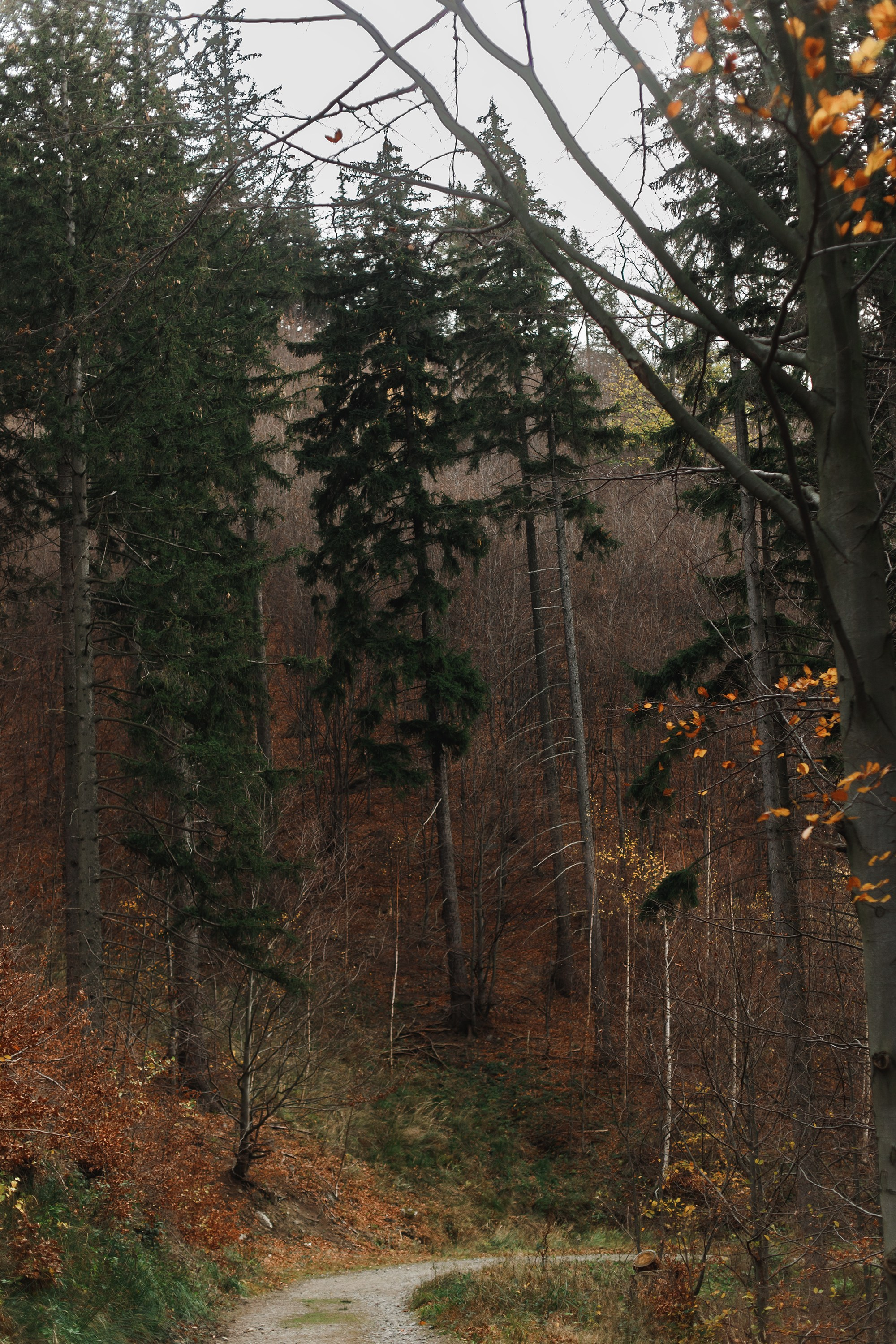 Sowie góry. Kaja | fotograf we Wrocławiu | ludzie i psy