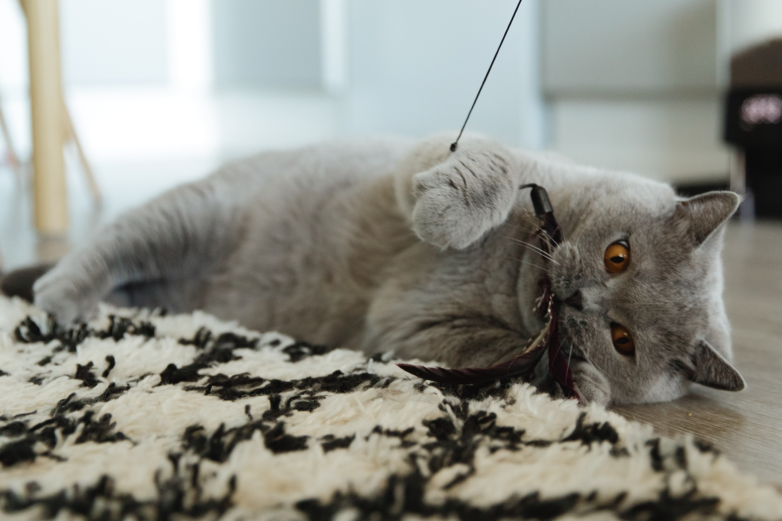 Boczka & Dimitrii. Kaja | fotograf we Wrocławiu | ludzie i psy