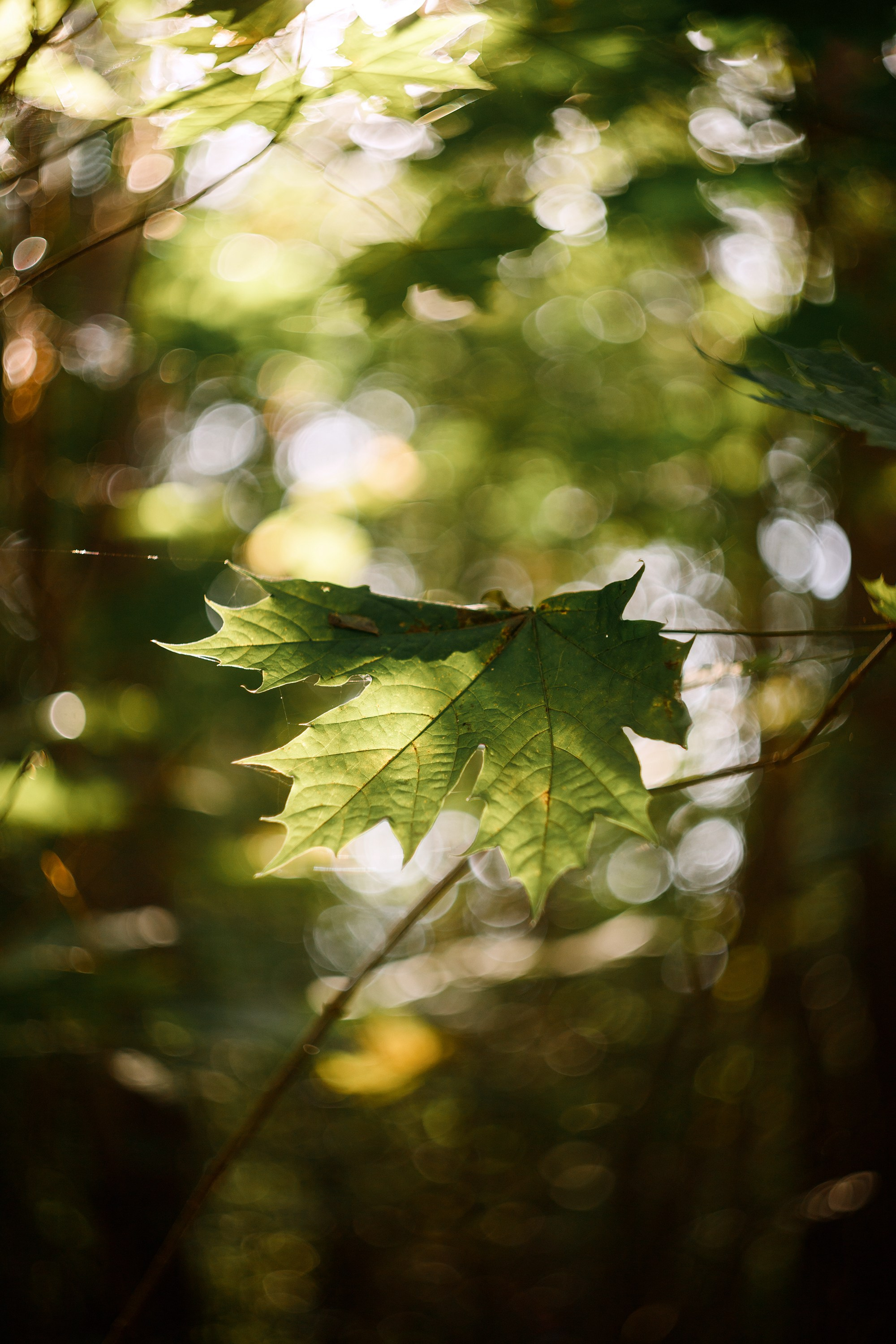 Grodno. Kaja | fotograf we Wrocławiu | ludzie i psy
