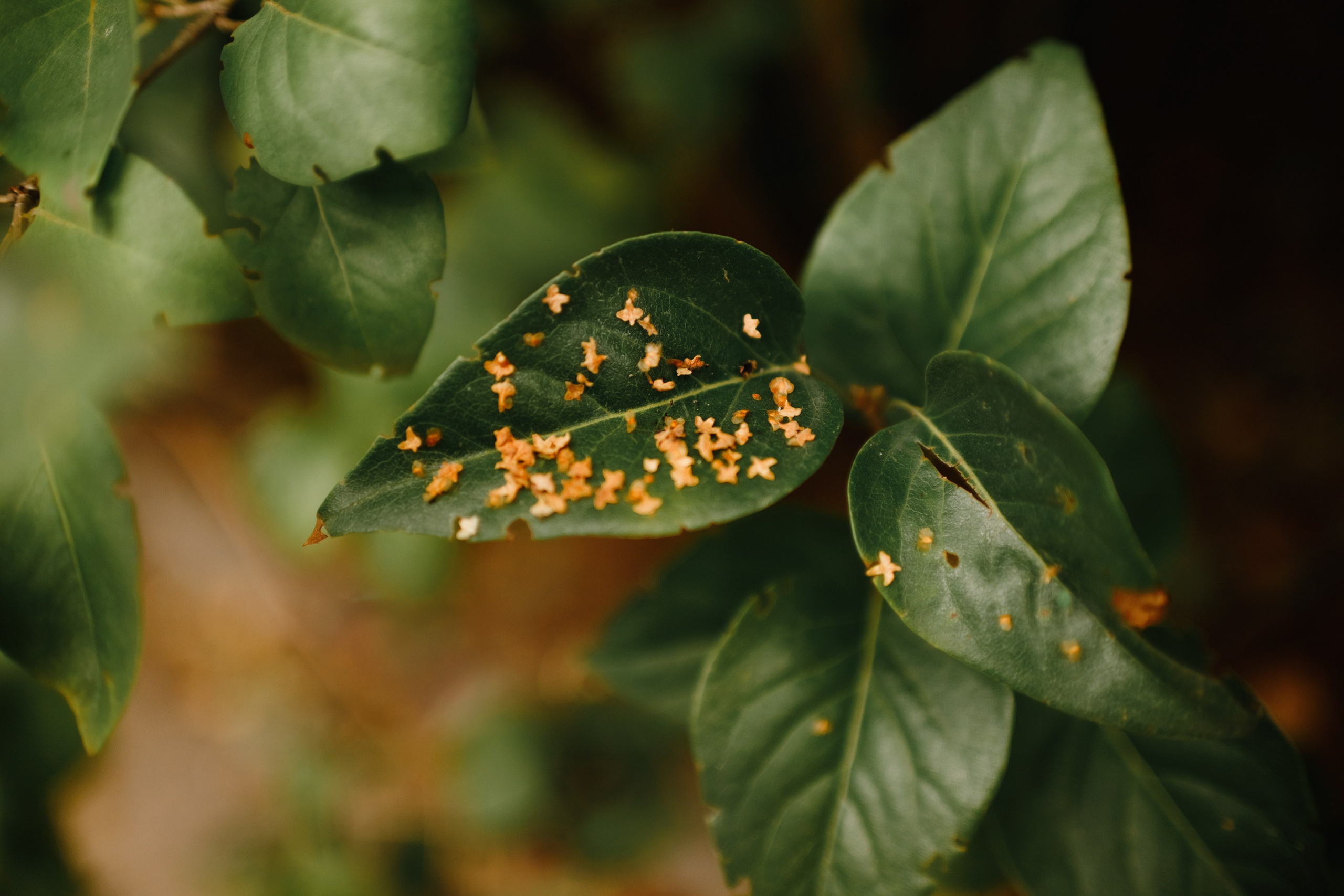 Grodno. Kaja | fotograf we Wrocławiu | ludzie i psy
