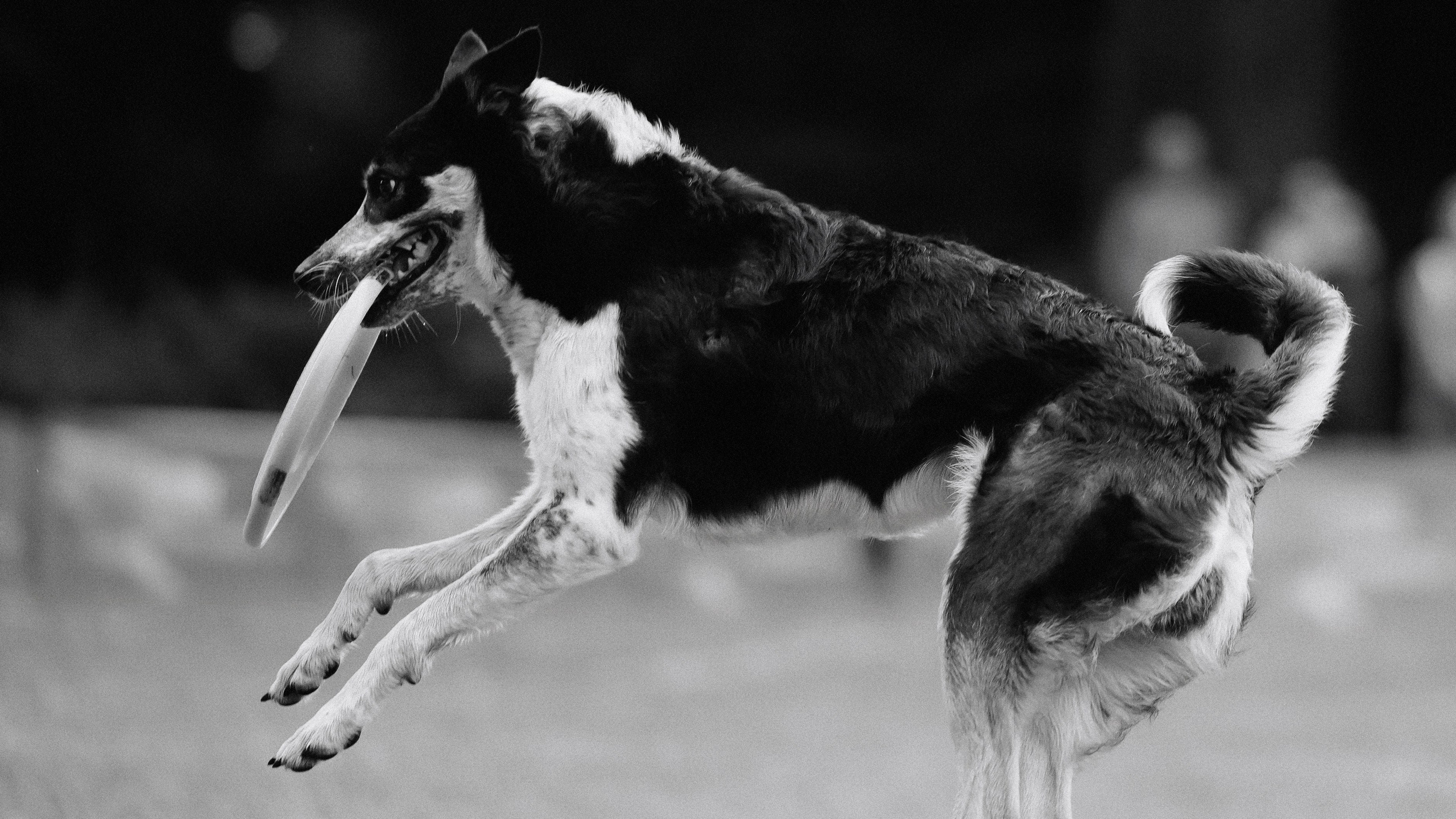 Latające psy, Wrocław'25. Kaja | fotograf psów we Wrocławiu