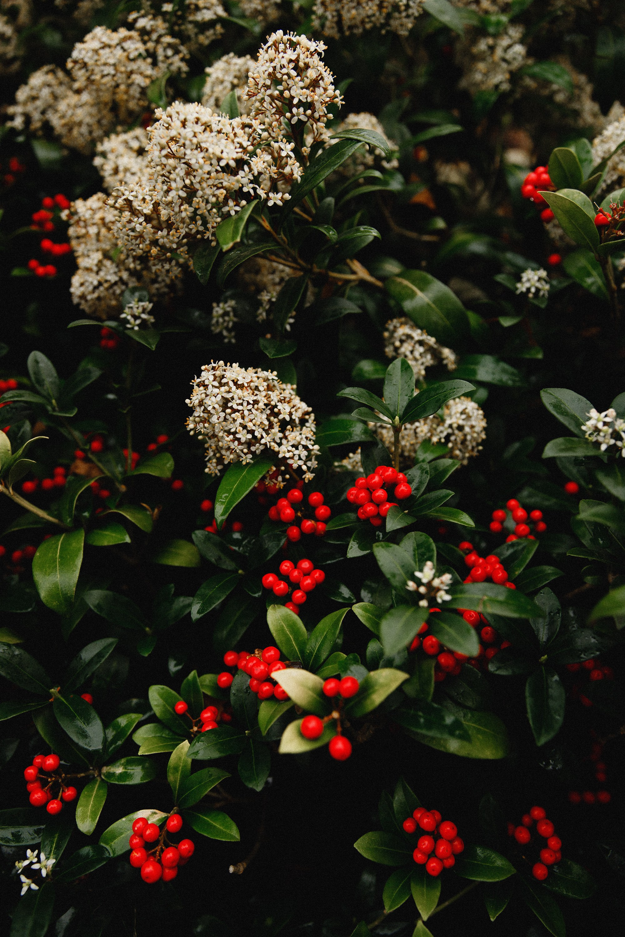 Botanical garden in Wroclaw. Kaja | fotograf we Wrocławiu | ludzie i psy
