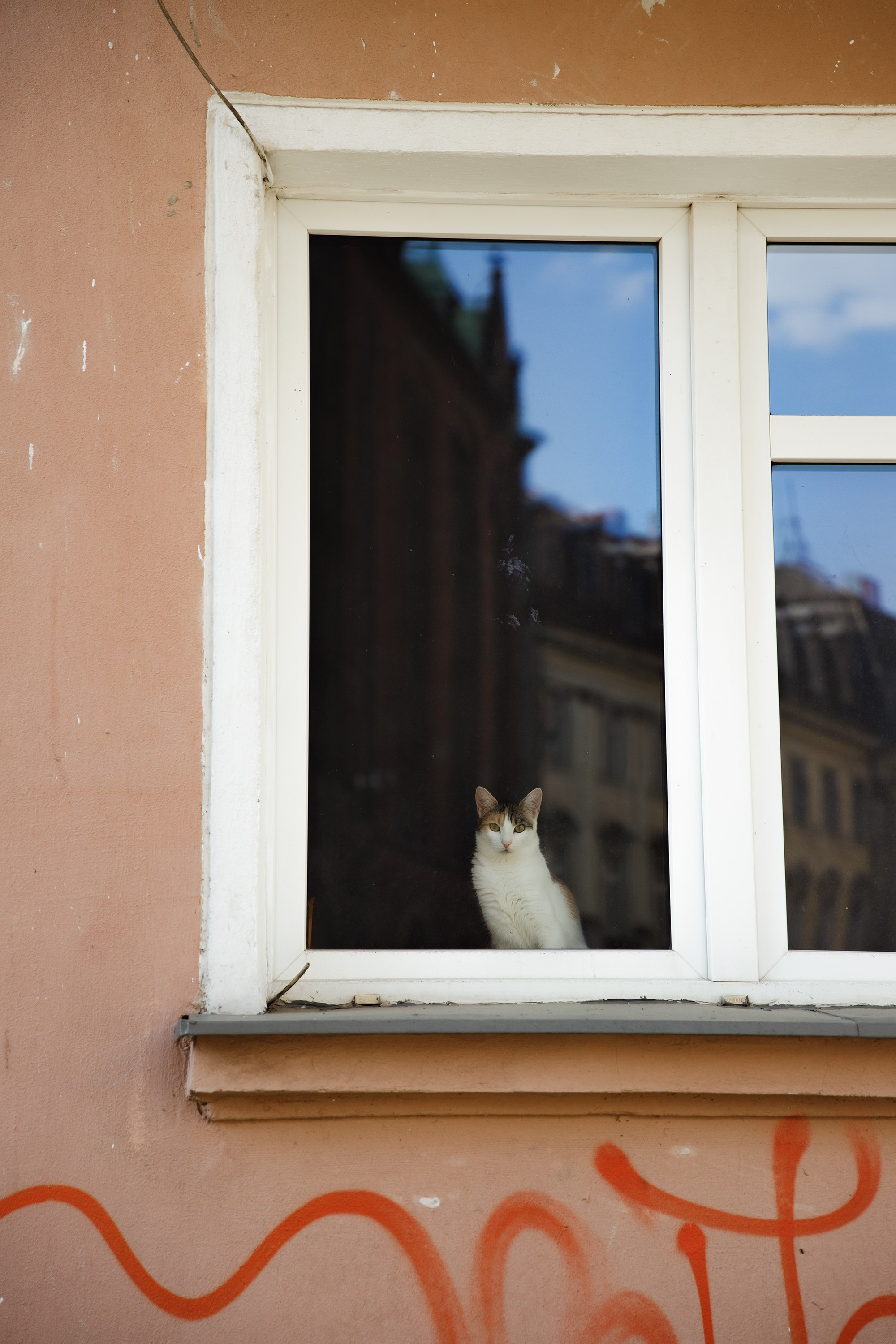 Wroclaw | the best ones. Kaja | fotograf psów we Wrocławiu