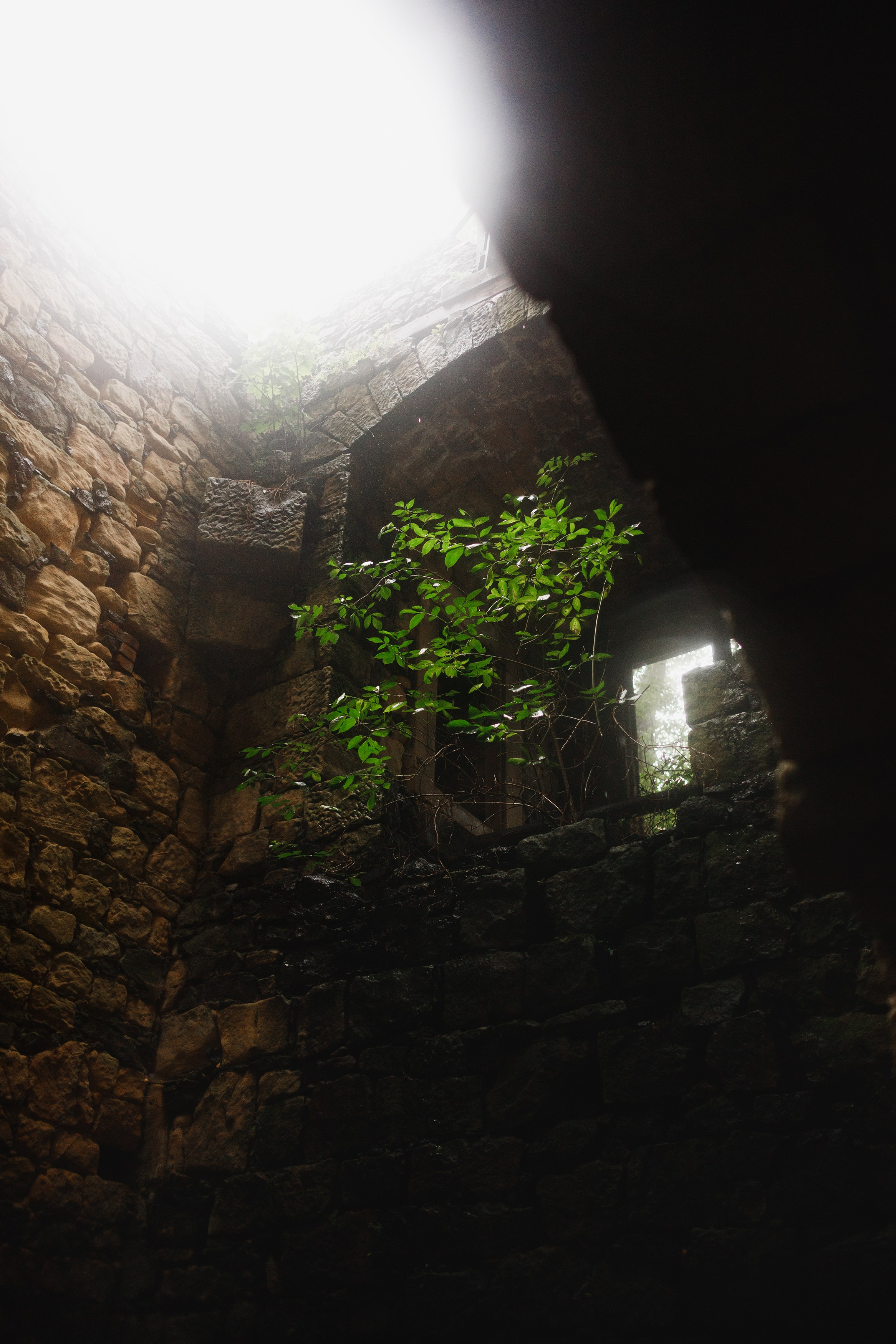 Zamek Grodziec. Kaja | fotograf psów we Wrocławiu