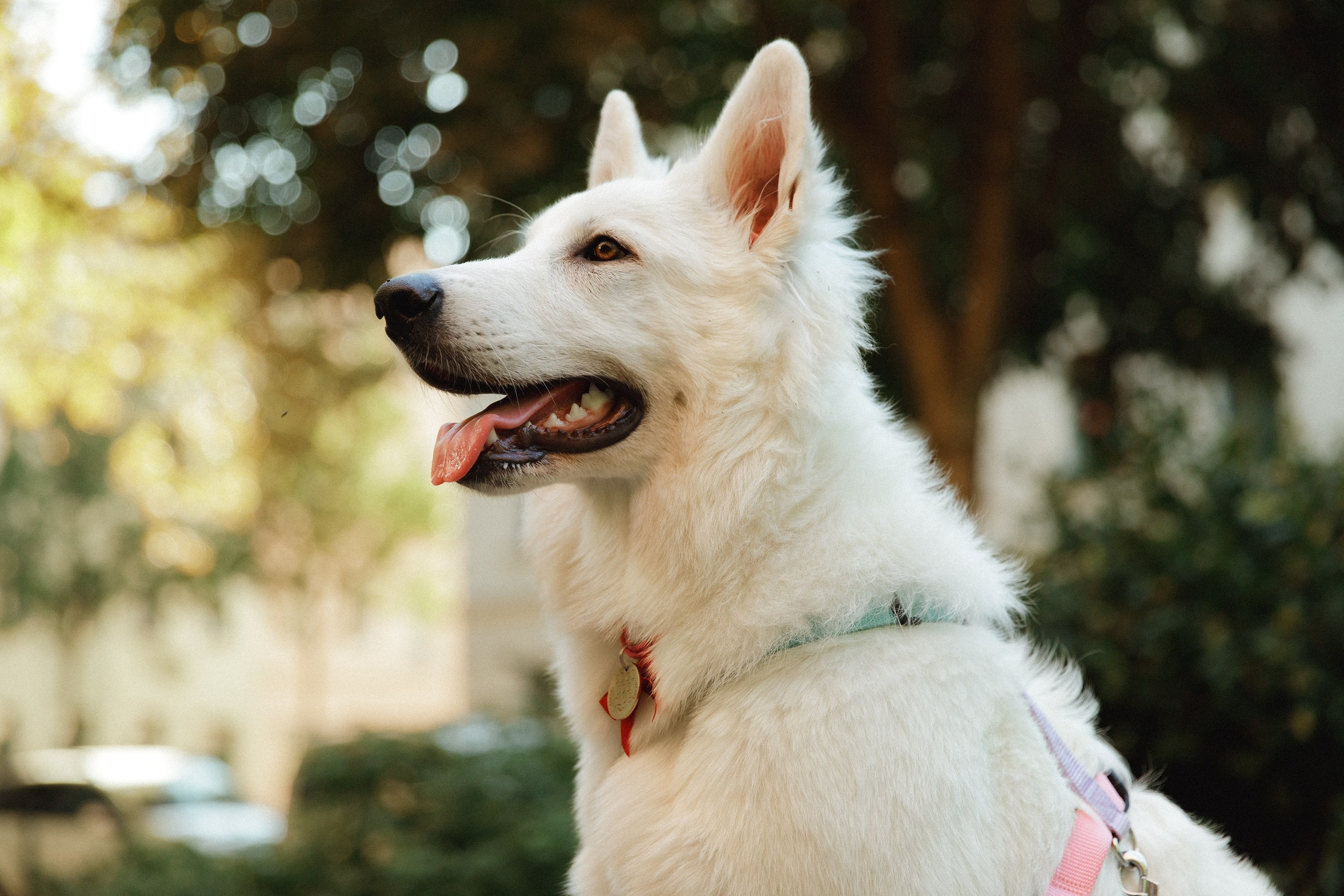 Astra in Leipzig. Kaja | fotograf we Wrocławiu | ludzie i psy