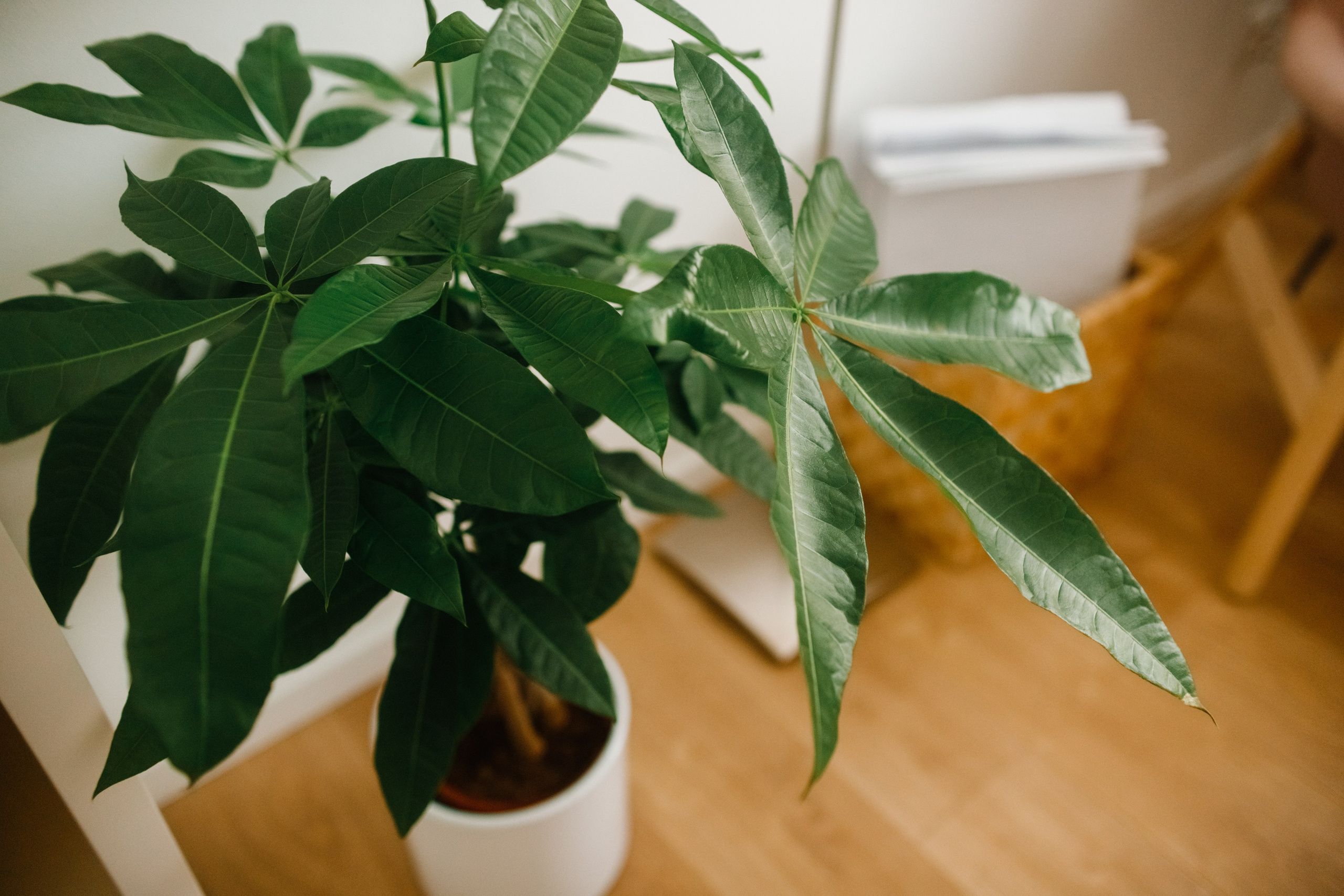 Małgorzata | business portrait. Kaja | fotograf we Wrocławiu | ludzie i psy