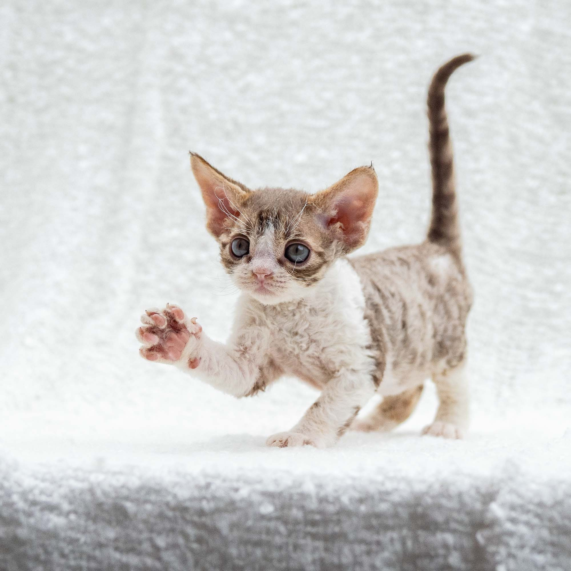 Hugo, boy, born 04.20.25. Devon Rex Pixie Cattery