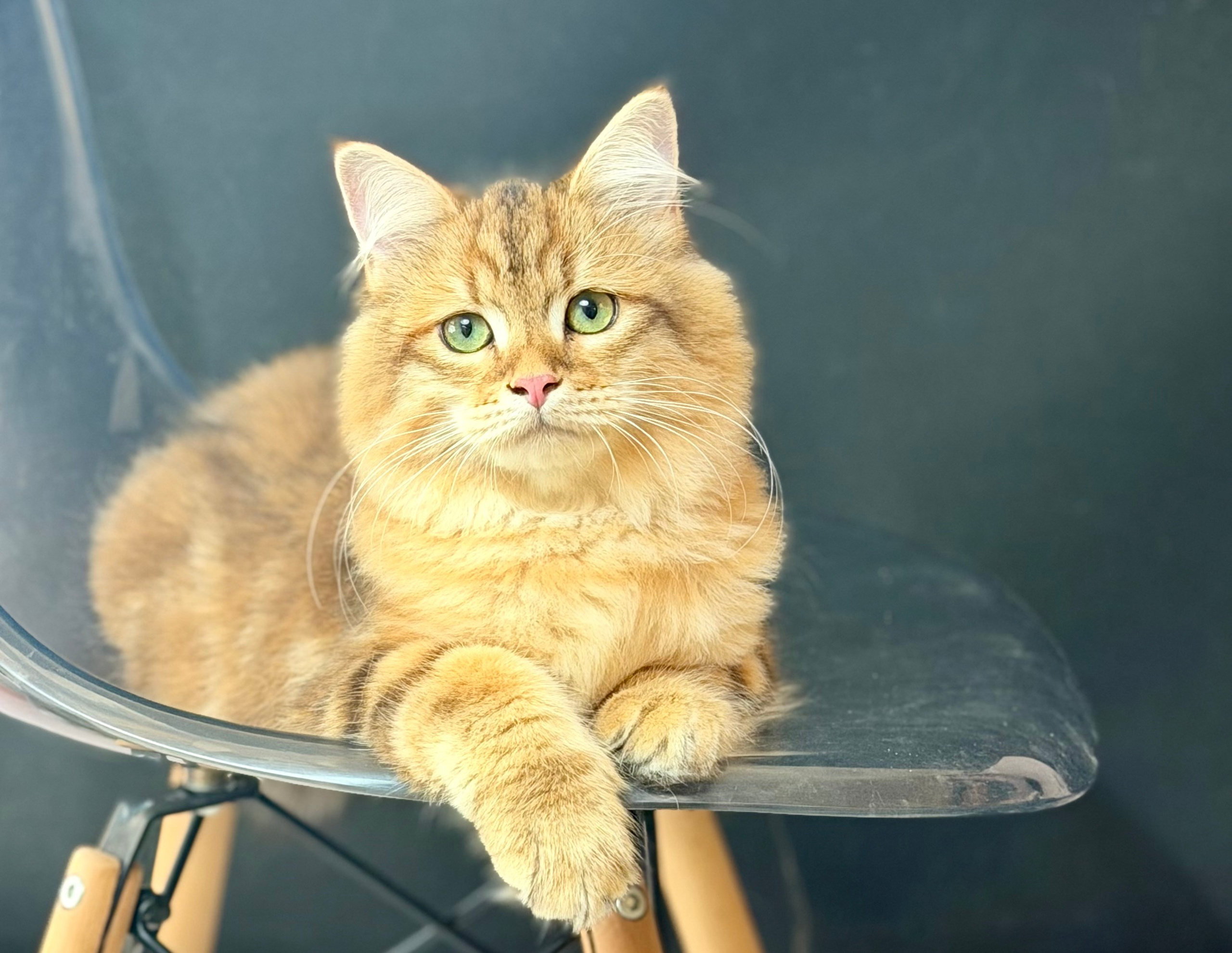 Available Finley