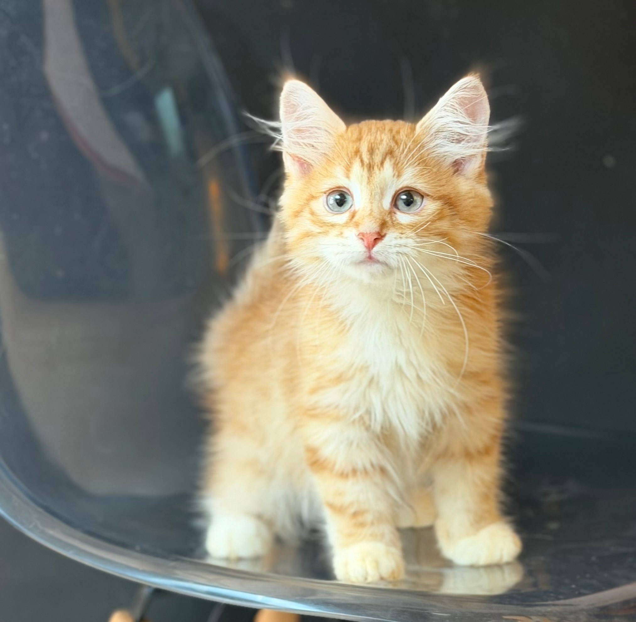 Available- Evan- Red Tabby Male