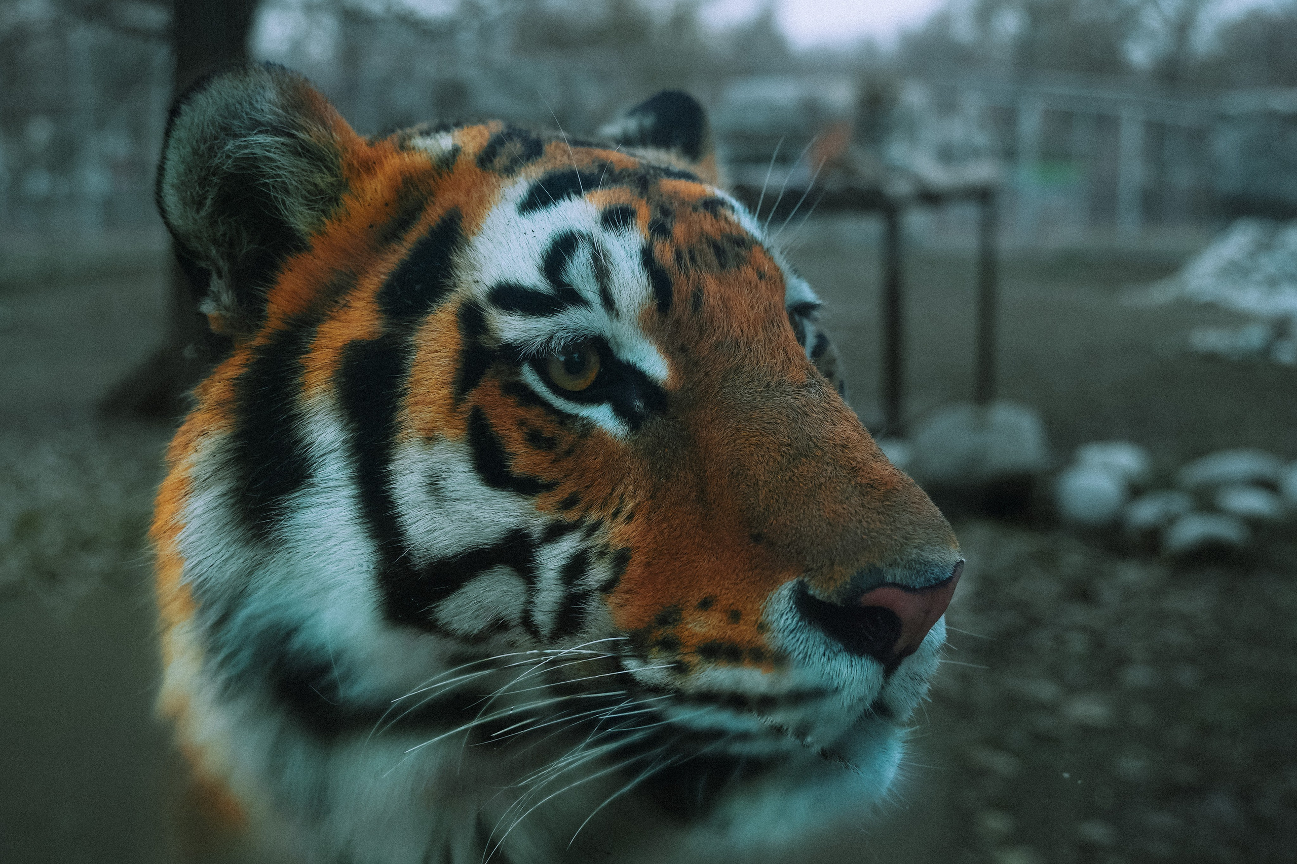 Кот шпедингера. Стрит-фотография, полная абсурда, идиотизма и красоты