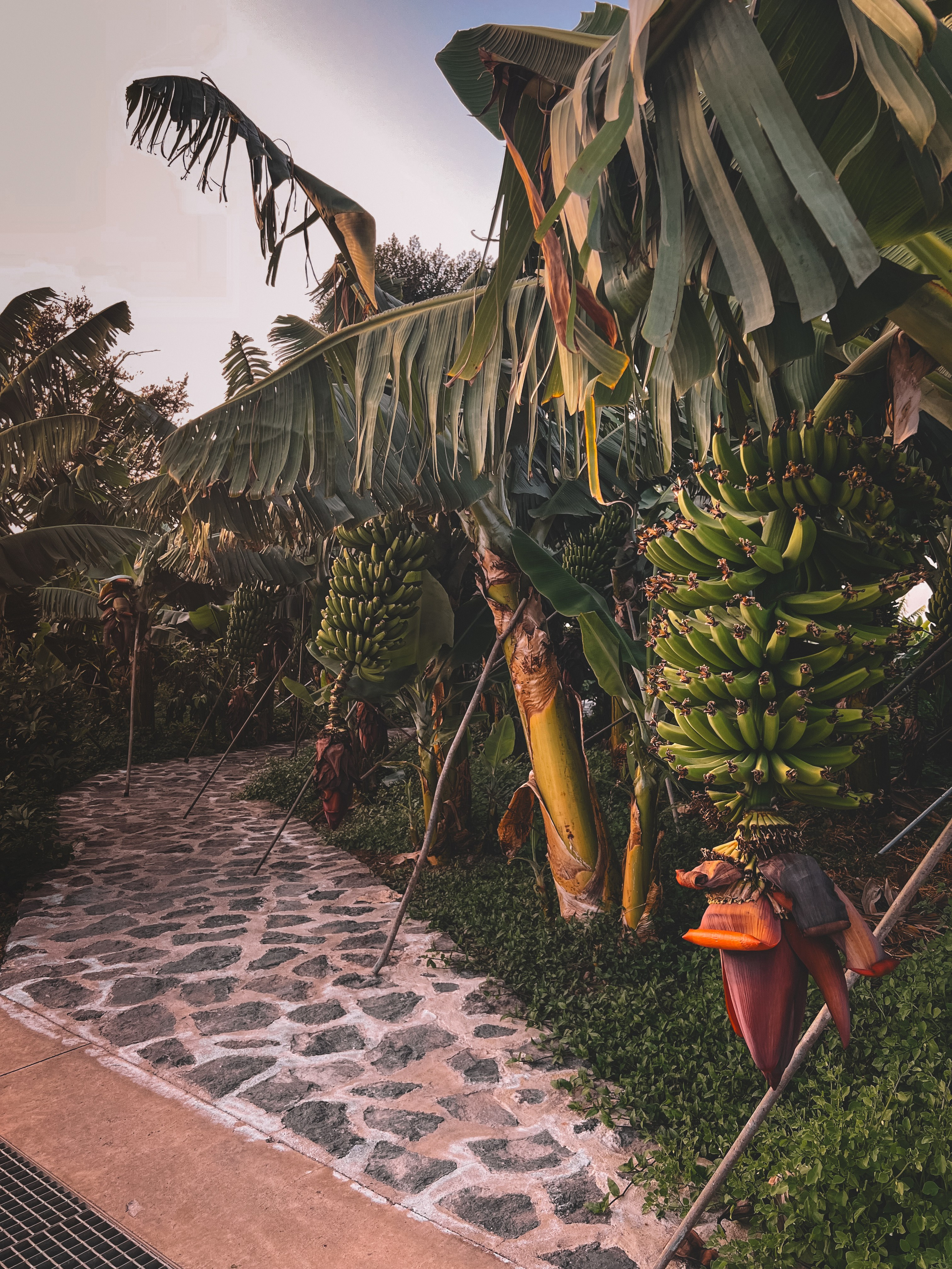 Tenerife. Ivlianna Travels — travel blog with photography tips