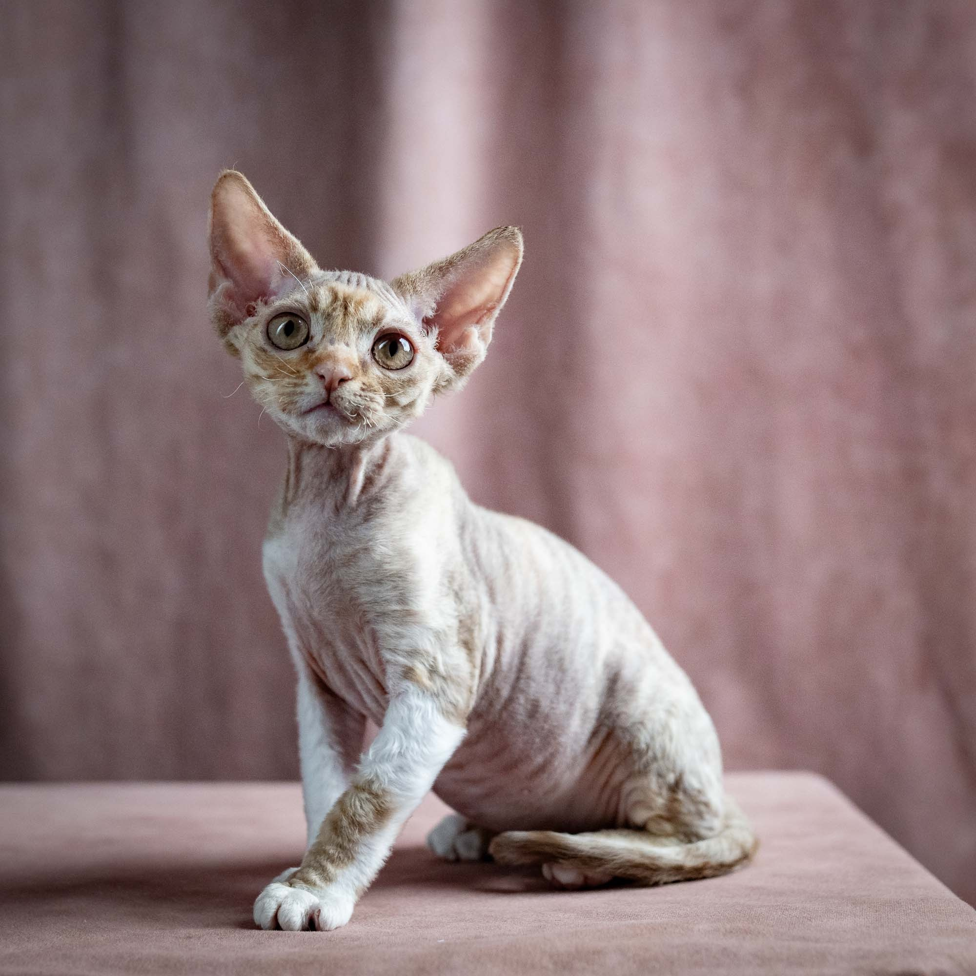 Ophelia, girl, born 02.08.26. Devon Rex Pixie Cattery