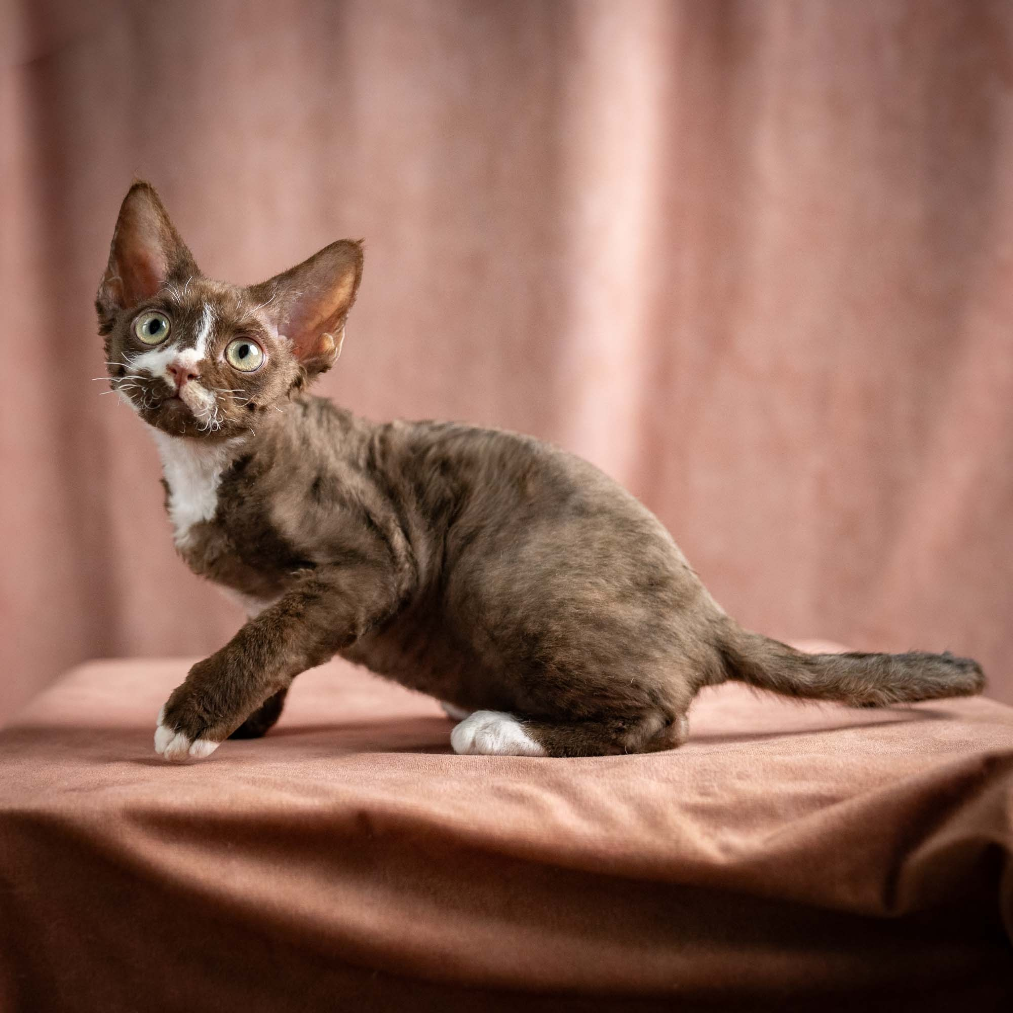 Preston, boy, born 02.11.26. Devon Rex Pixie Cattery