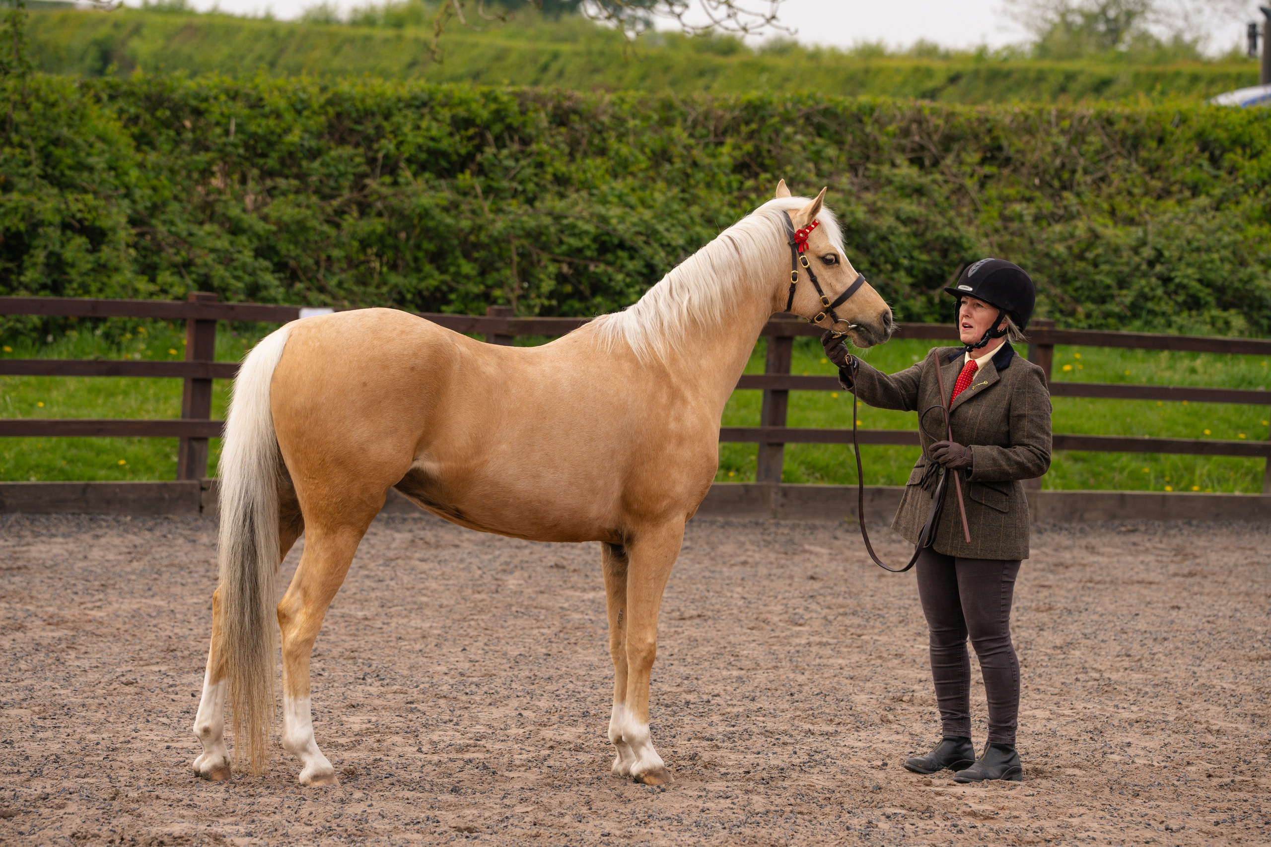 Showing. Leicestershire Equine Photography by El | Authentic Equine Portraits & Events