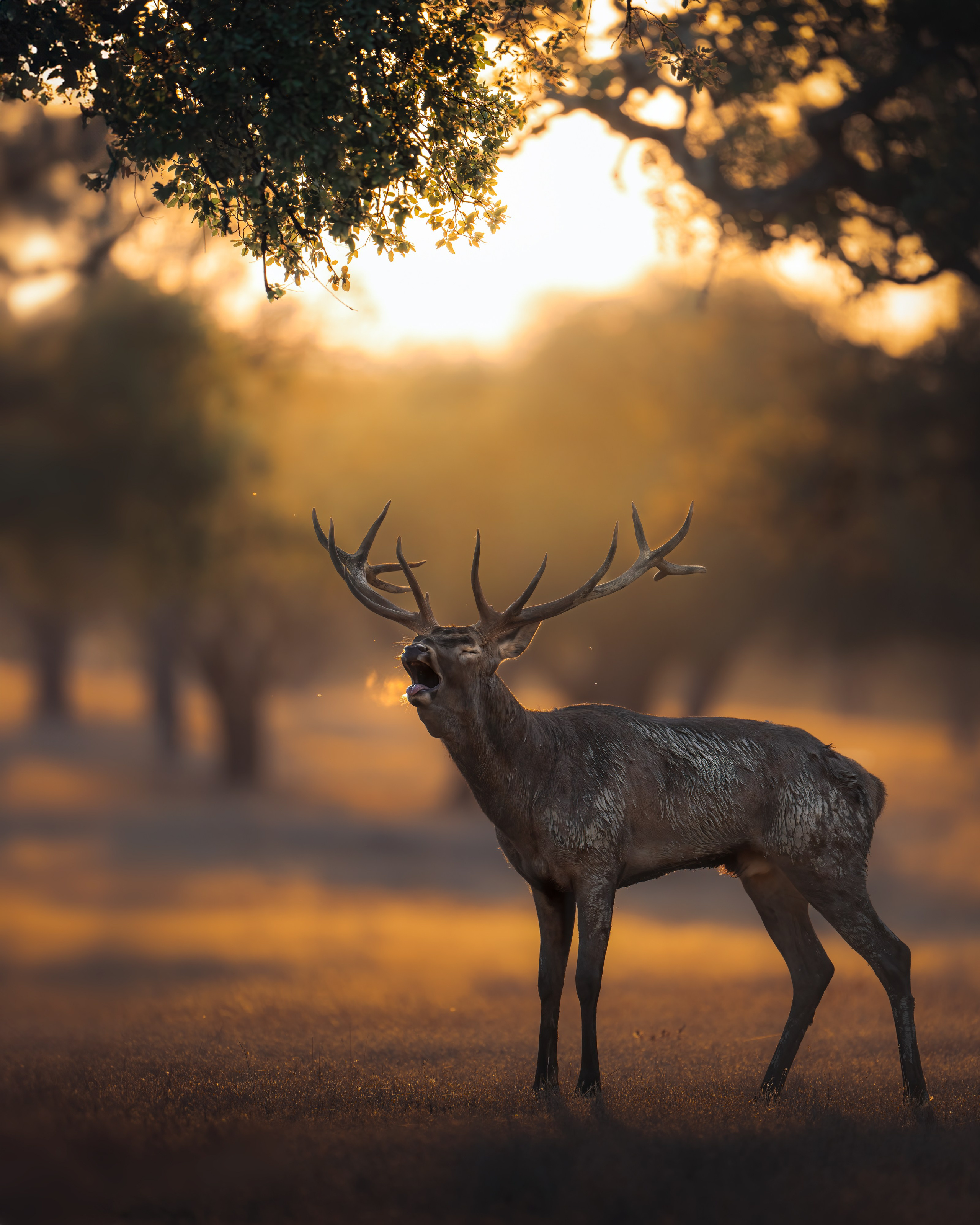 GALLERY. Fine art wildlife photographer Alexandra Surkova