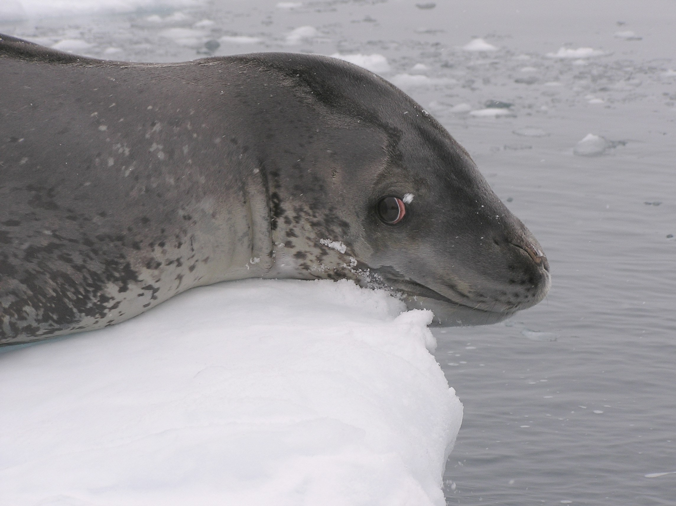 ANTARCTICA. Reportage concert portrait photography in the San Francisco Bay Area