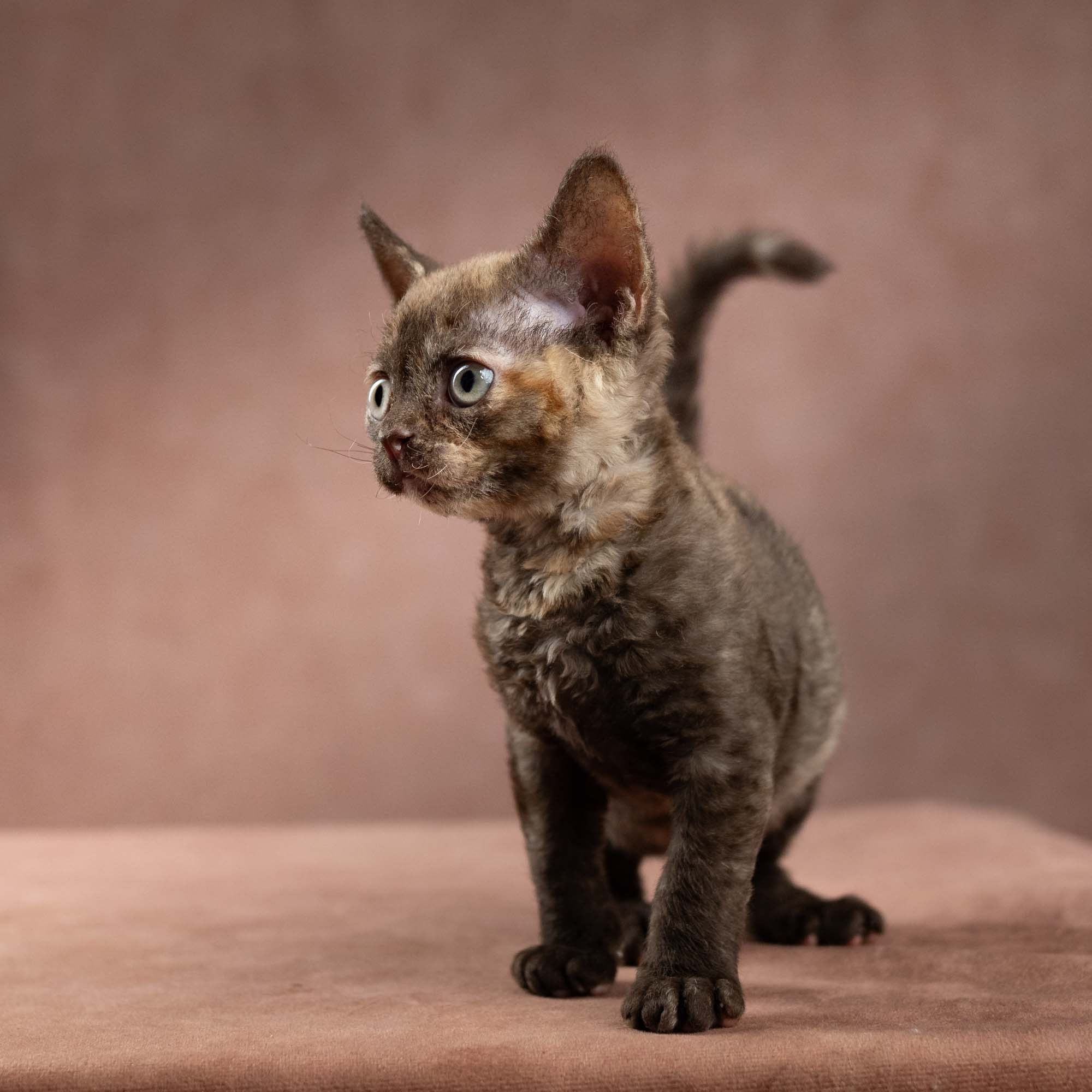Dory, girl, born on 06.06.24 SOLD. Devon Rex Pixie Cattery