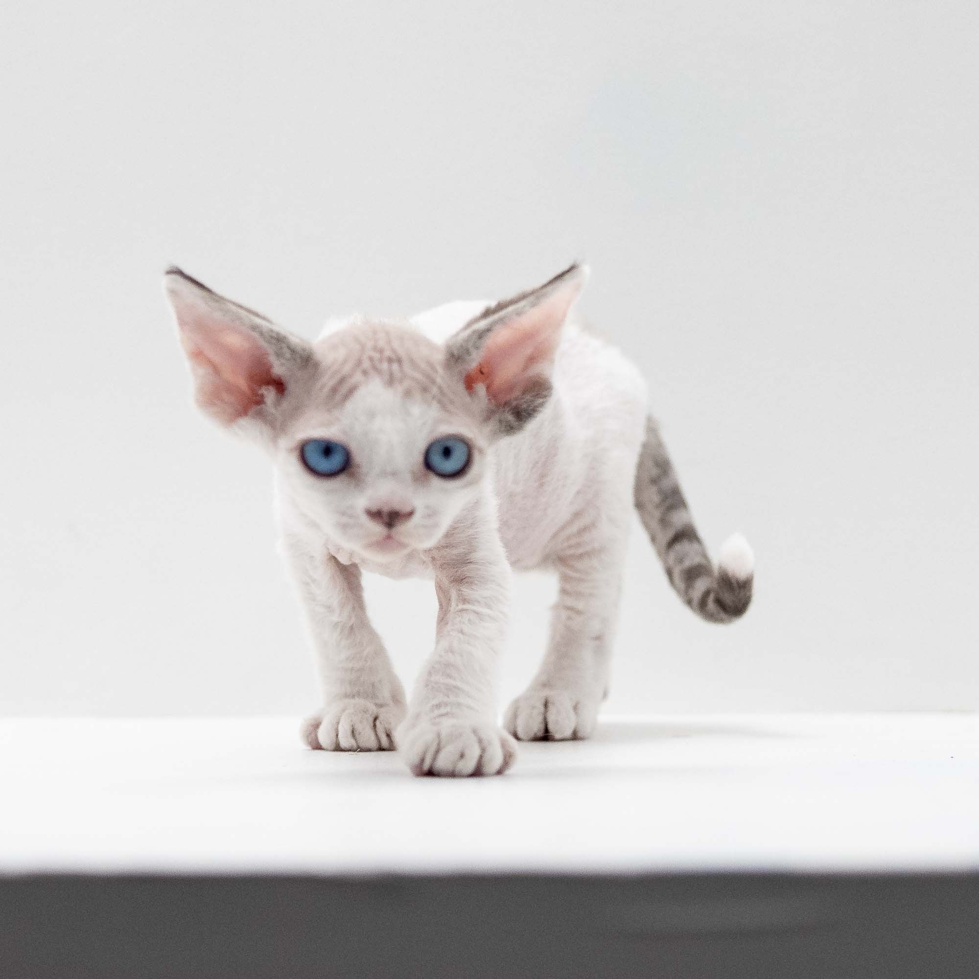 Frosttip, boy, born on 01.01.25. Devon Rex Pixie Cattery