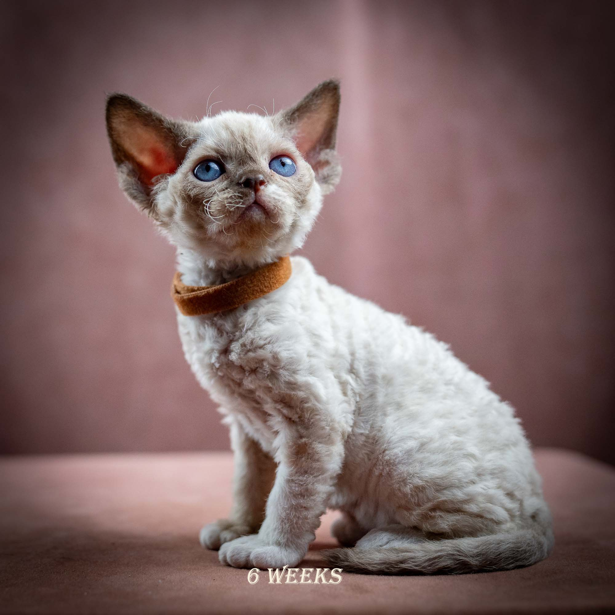 Indy, boy, born 06.01.2025. Devon Rex Pixie Cattery