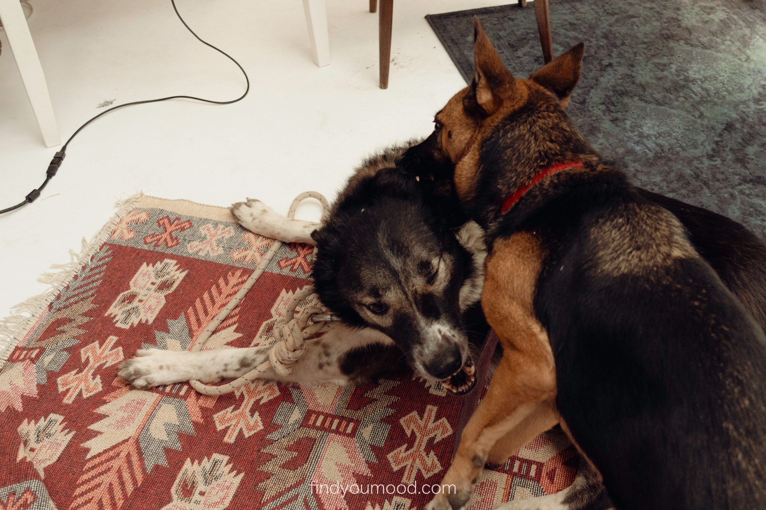 TOHUBOHU. Photo and video shooting