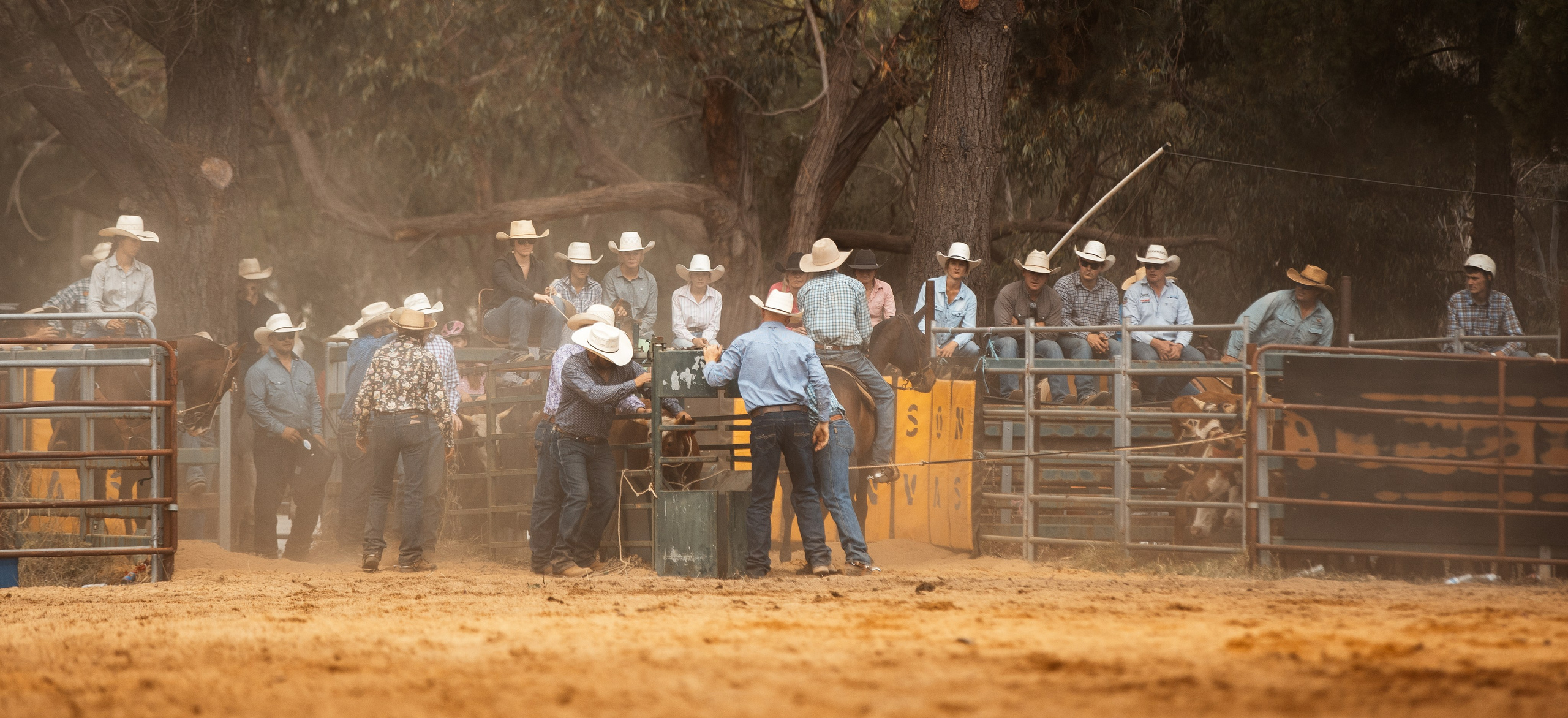 Selection of photos from different rodeos