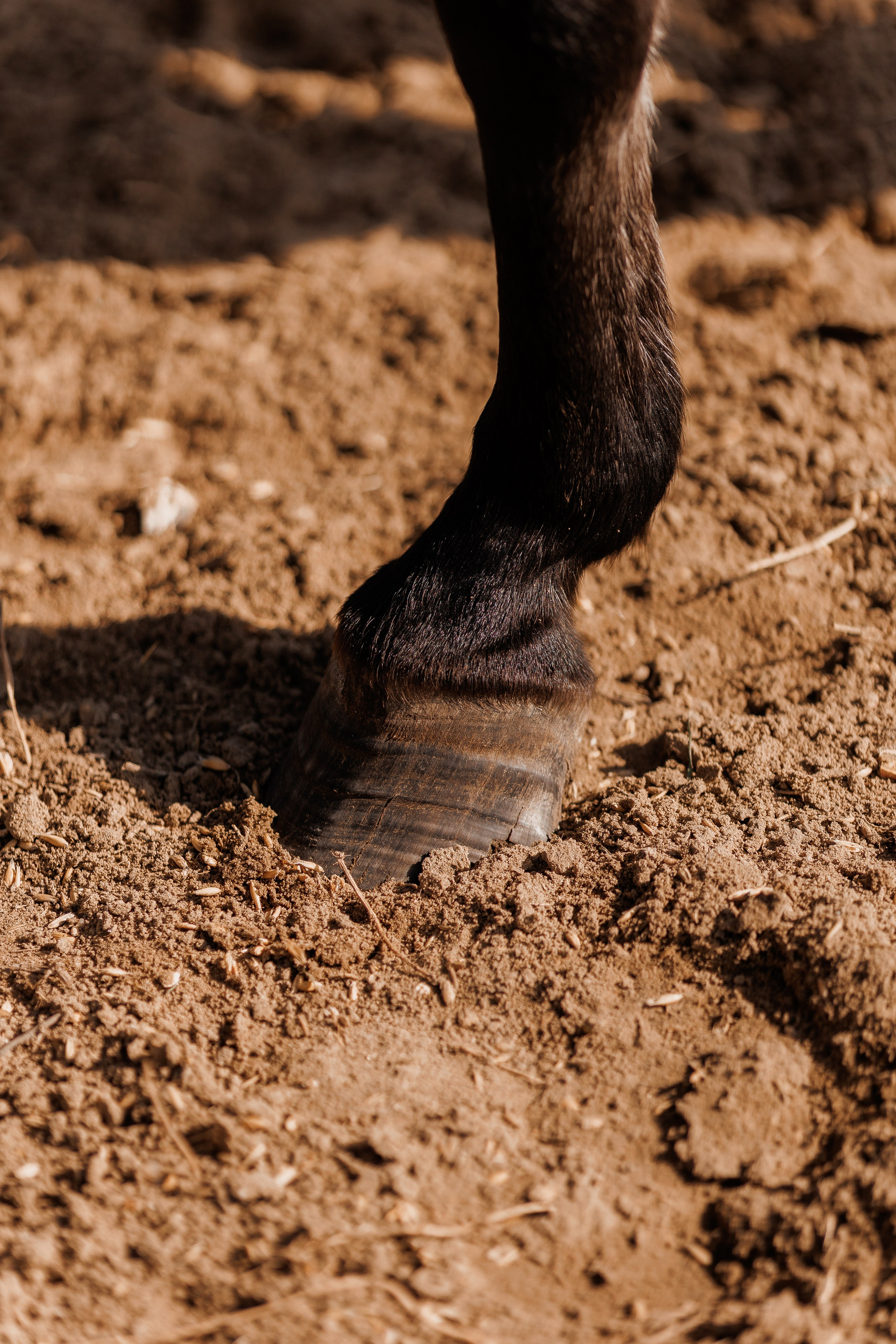 Екопарк Аміла. Ірина Терещук