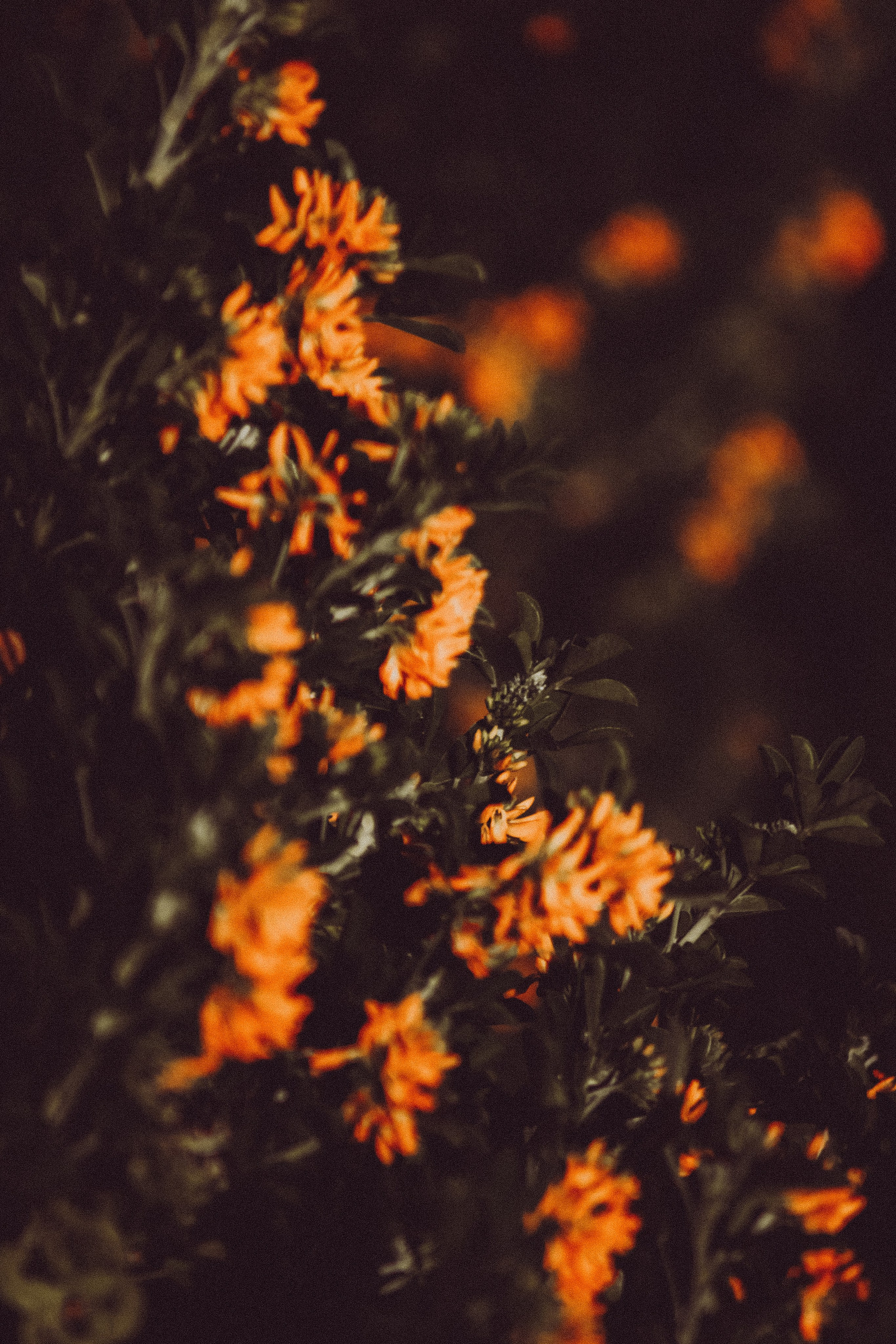 La Coudoulière, Saint Mandrier. Photographe à la Seyne sur Mer, Var