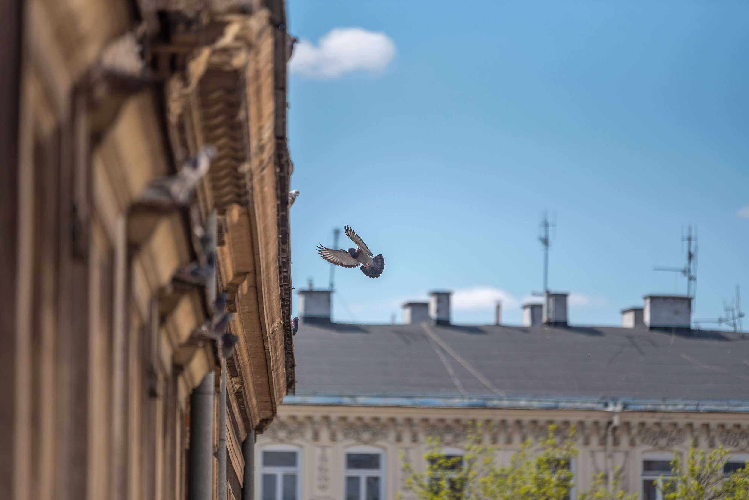 Lublin. Photographer in Yerevan