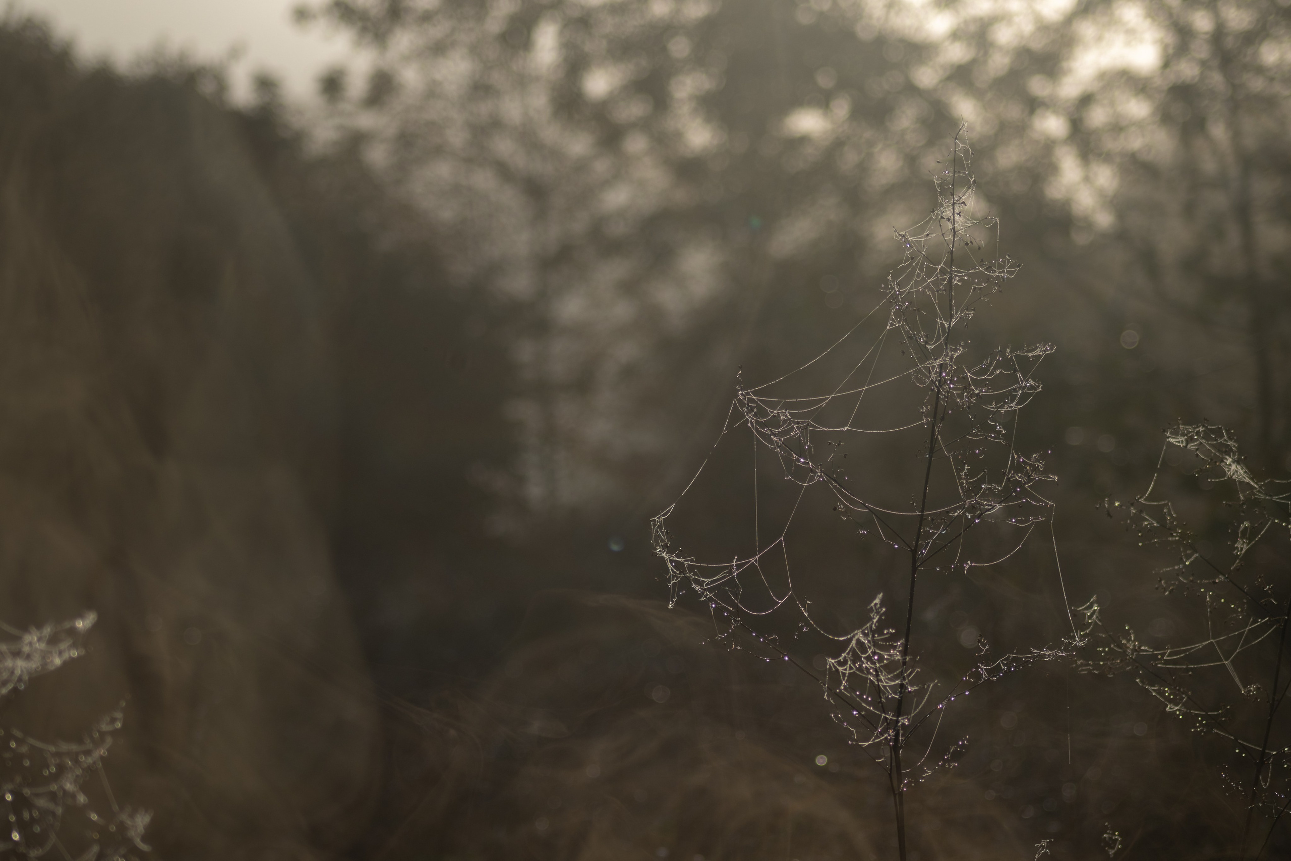 Nature. Portrait and Street photographer in Vilnius Edgar Shaipunas
