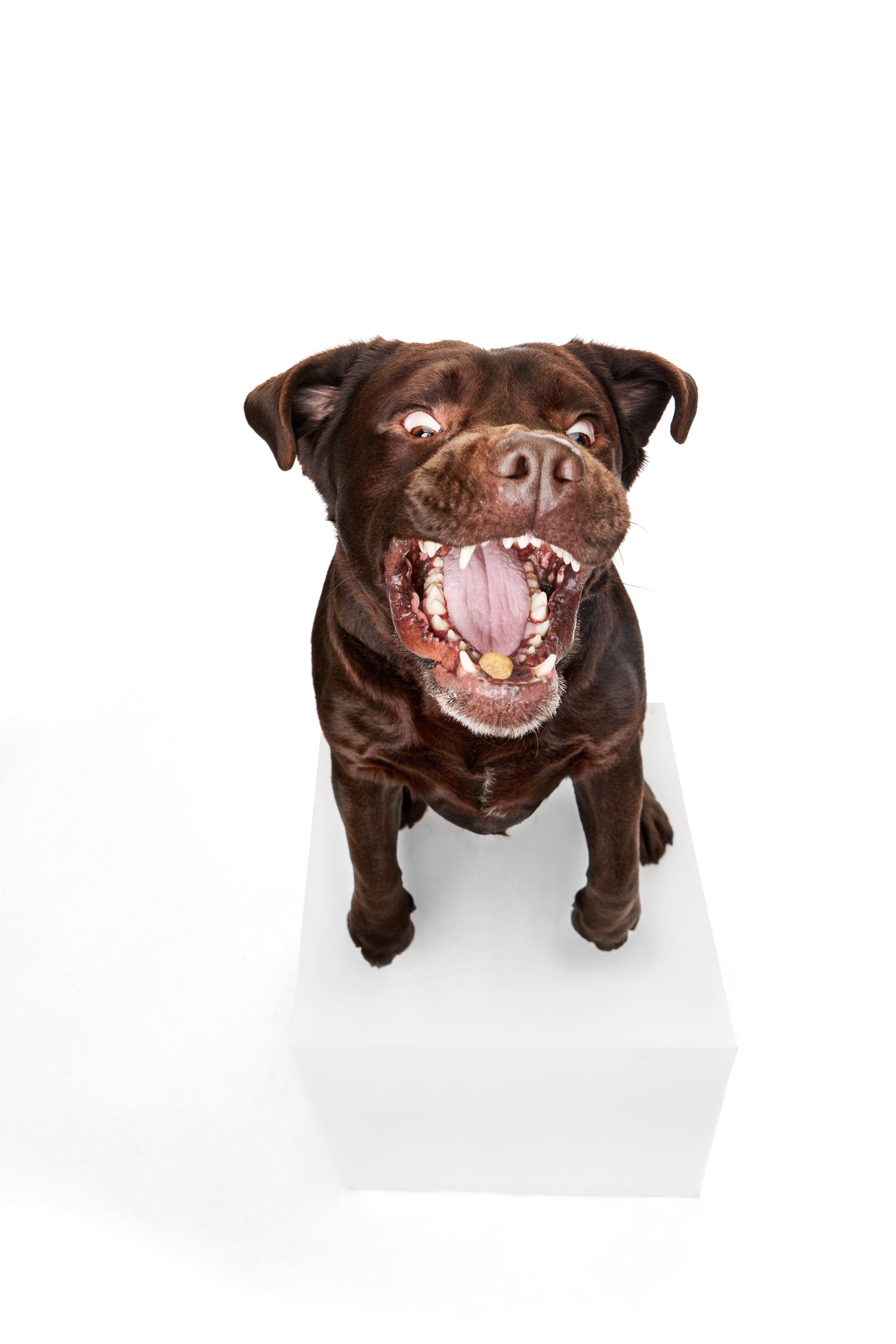 Шоколадний лабрадор ретривер